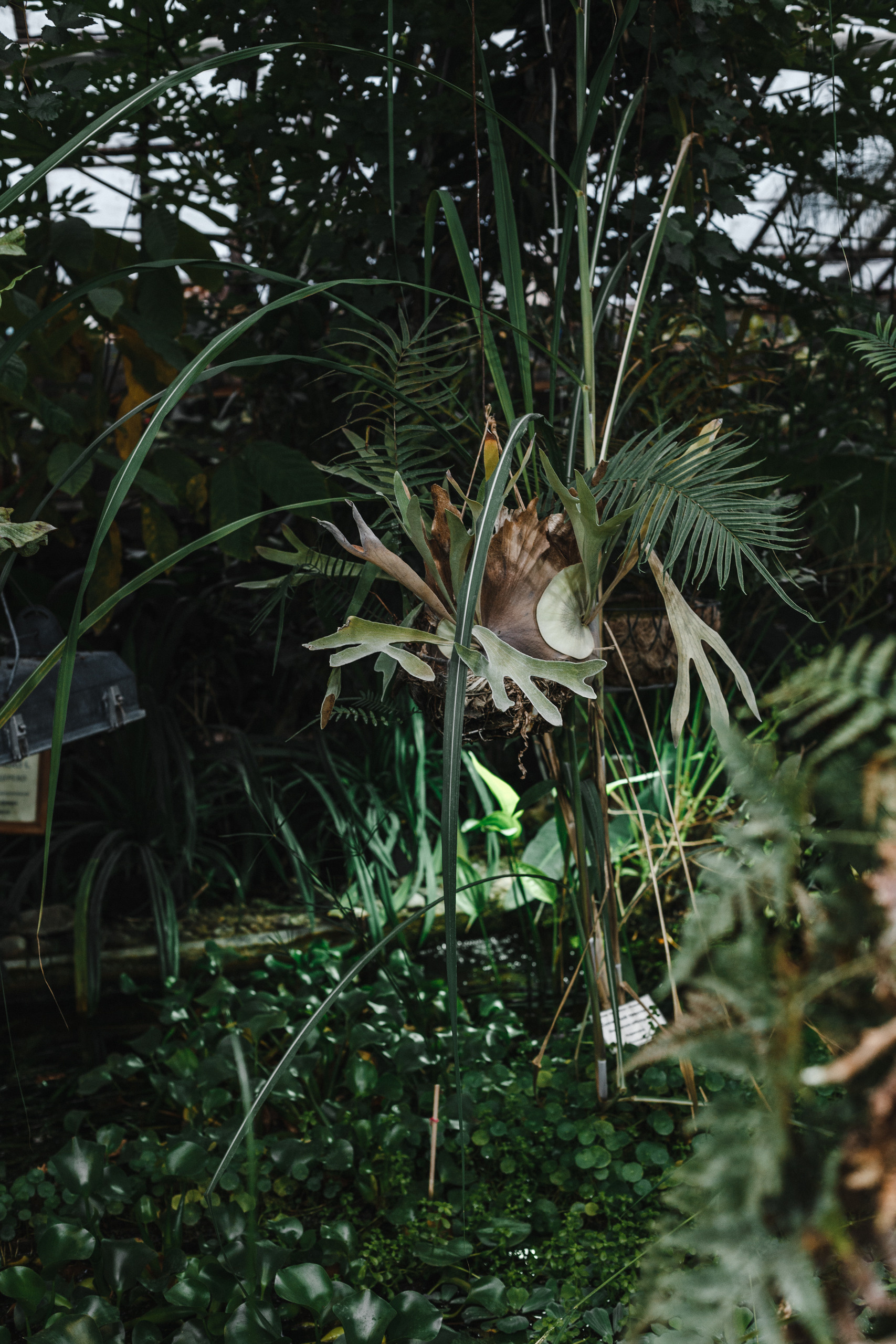 Прогулка в Сибирском Ботаническом саду ТГУ. Евгения Орлова