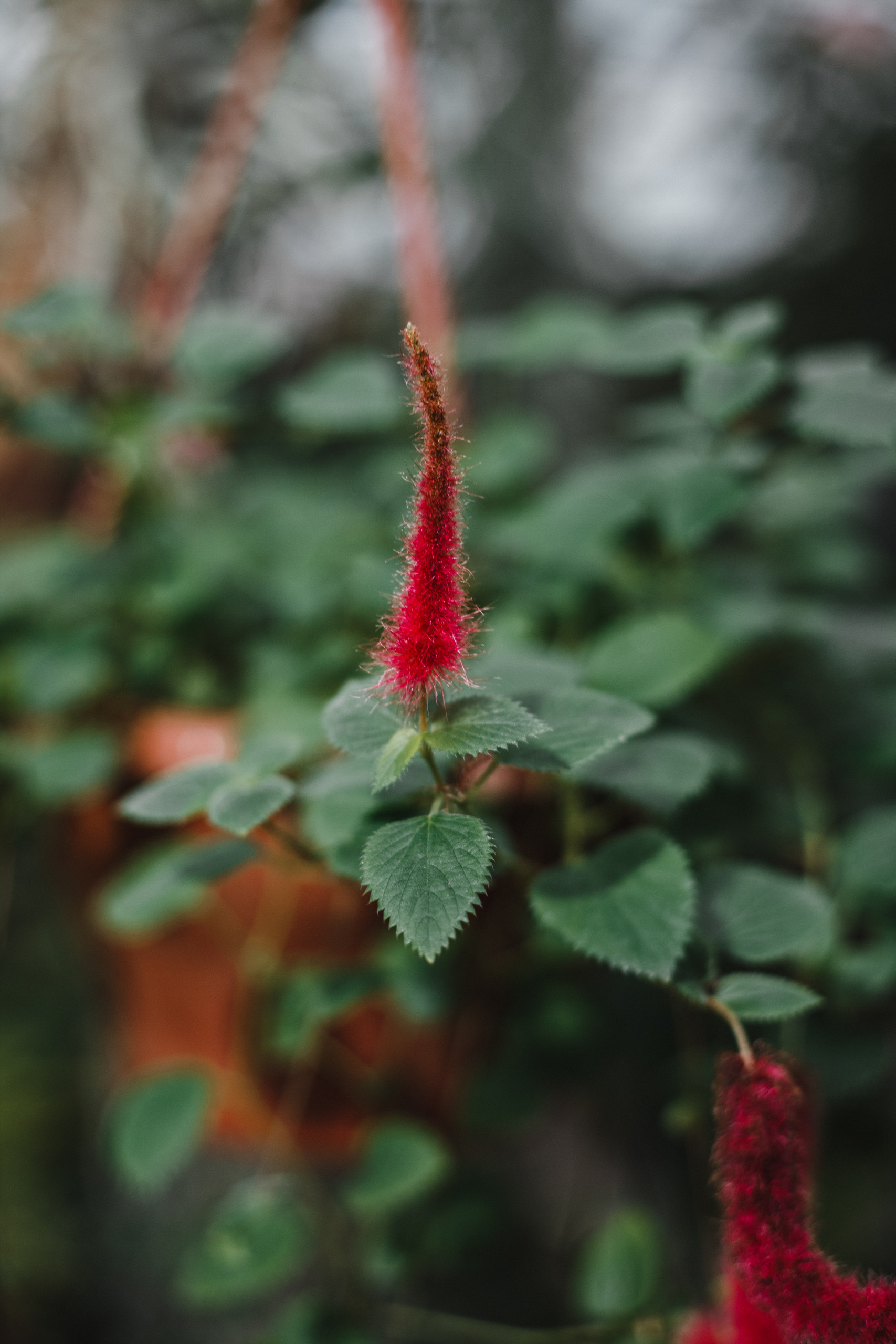 Прогулка в Сибирском Ботаническом саду ТГУ. Евгения Орлова