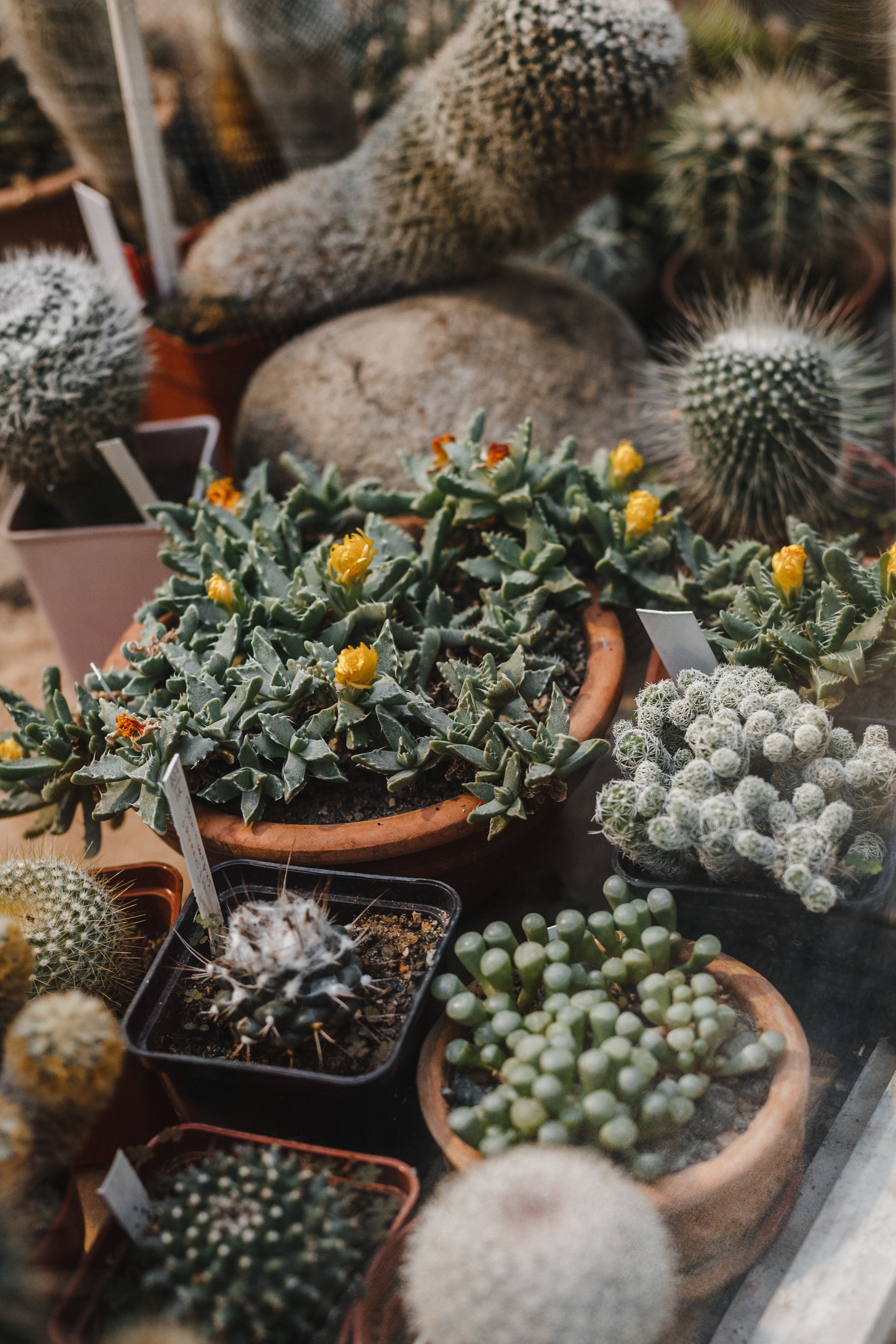 Прогулка в Сибирском Ботаническом саду ТГУ. Евгения Орлова