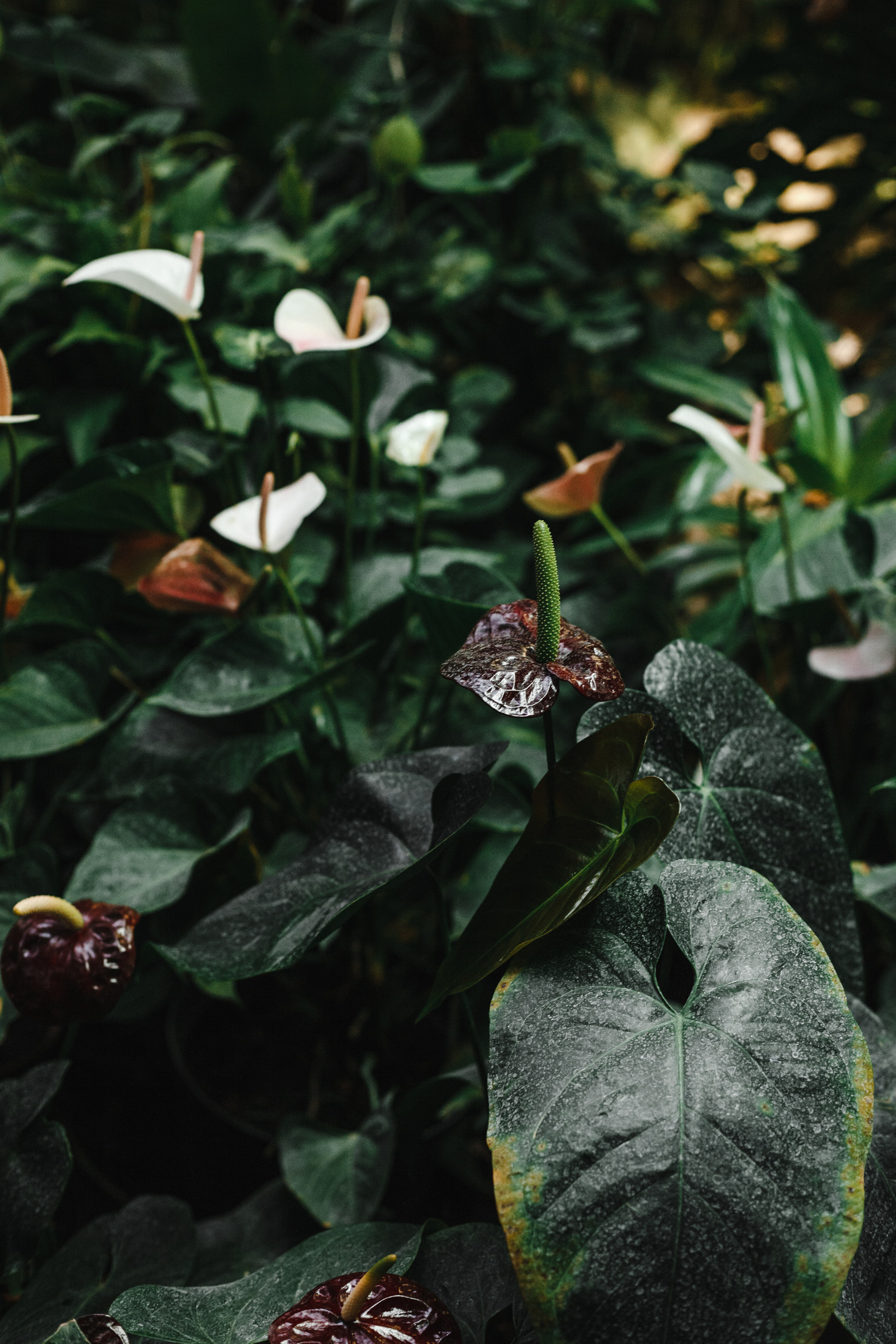 Прогулка в Сибирском Ботаническом саду ТГУ. Евгения Орлова