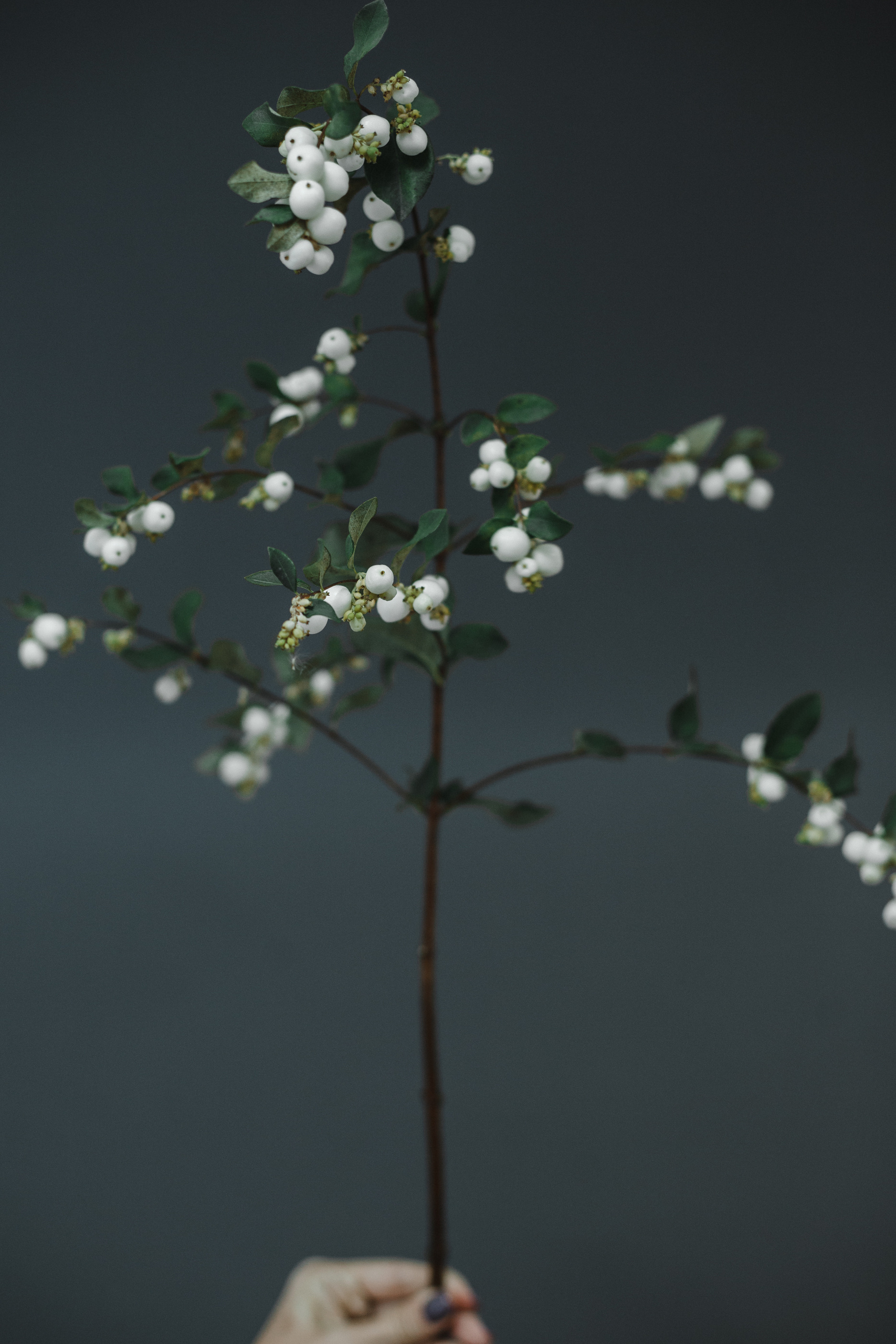 Визуал для сайта и соцсетей. Евгения Орлова