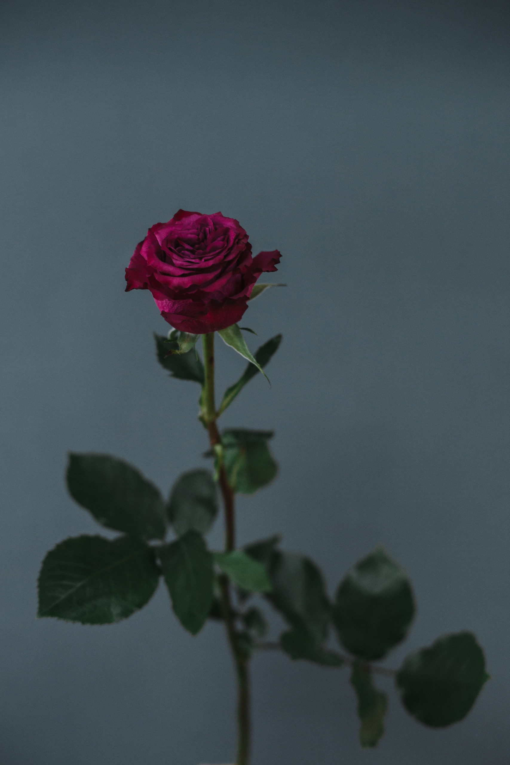 Визуал для сайта и соцсетей. Евгения Орлова