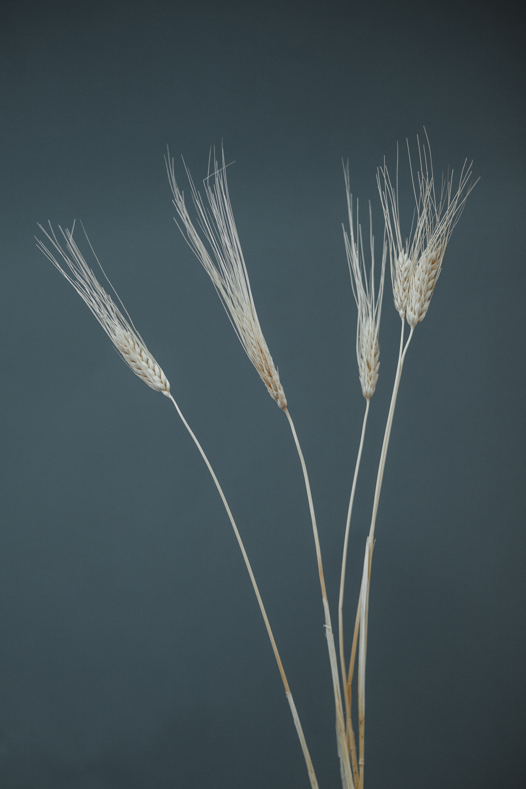 Визуал для сайта и соцсетей. Евгения Орлова