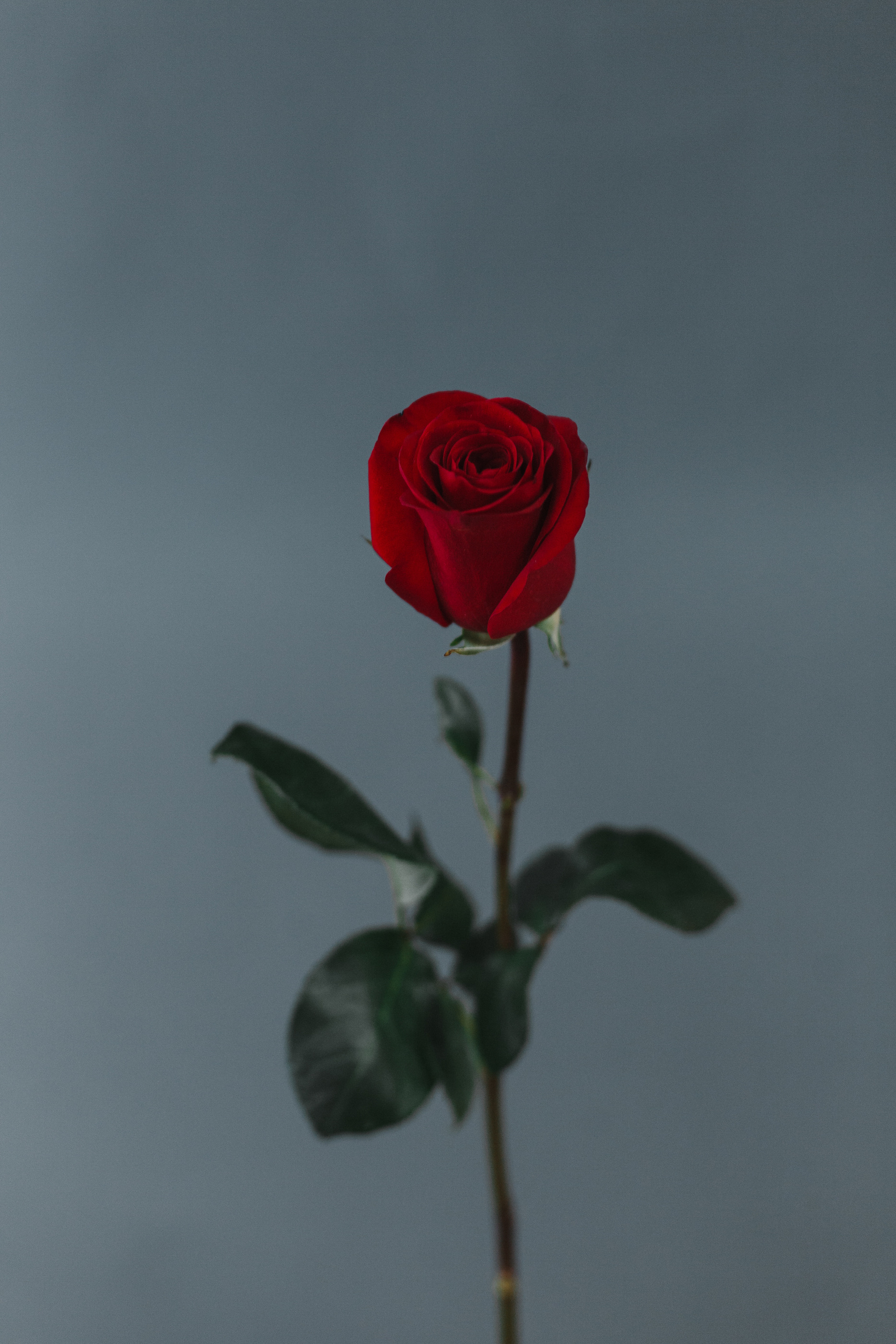 Визуал для сайта и соцсетей. Евгения Орлова