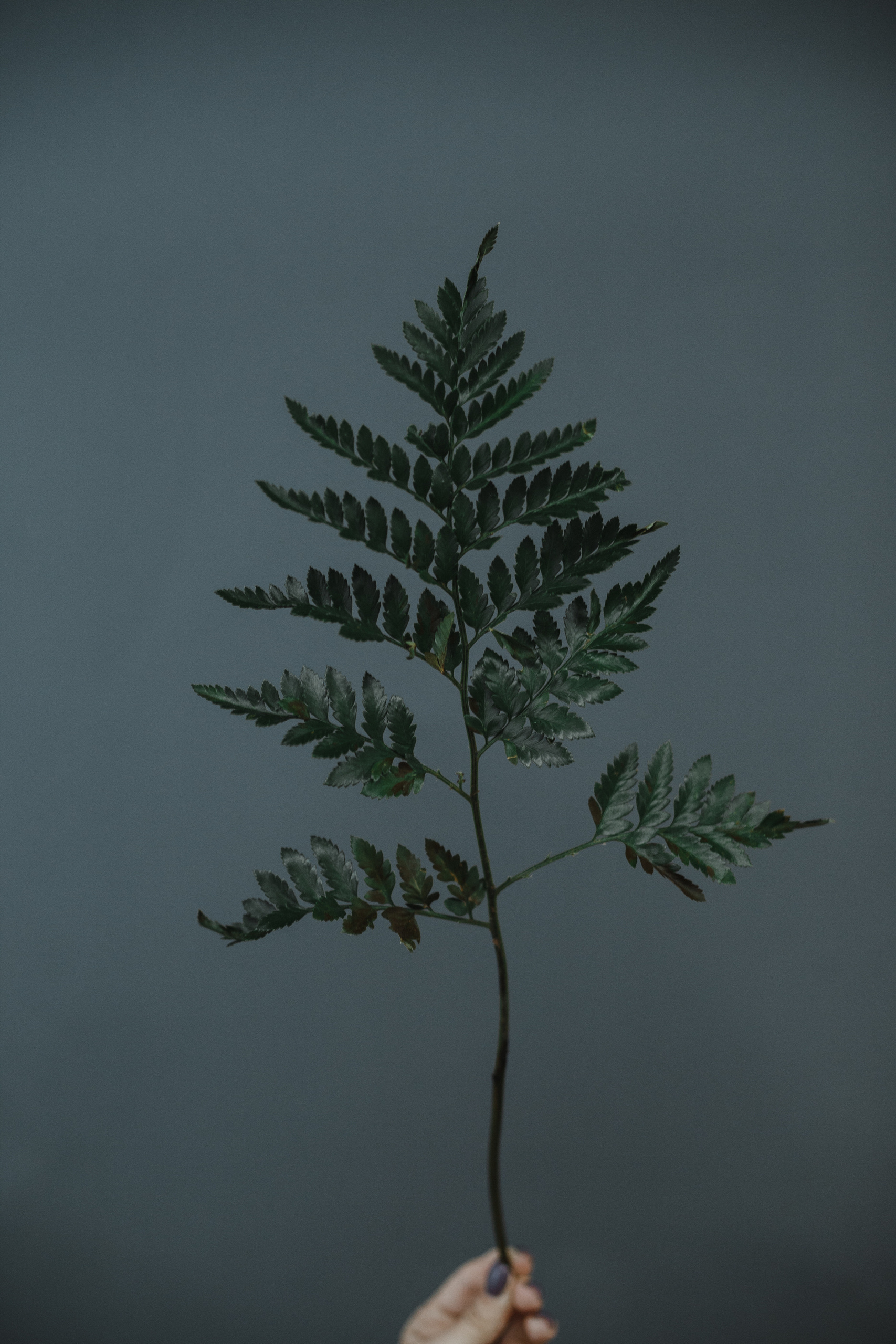 Визуал для сайта и соцсетей. Евгения Орлова