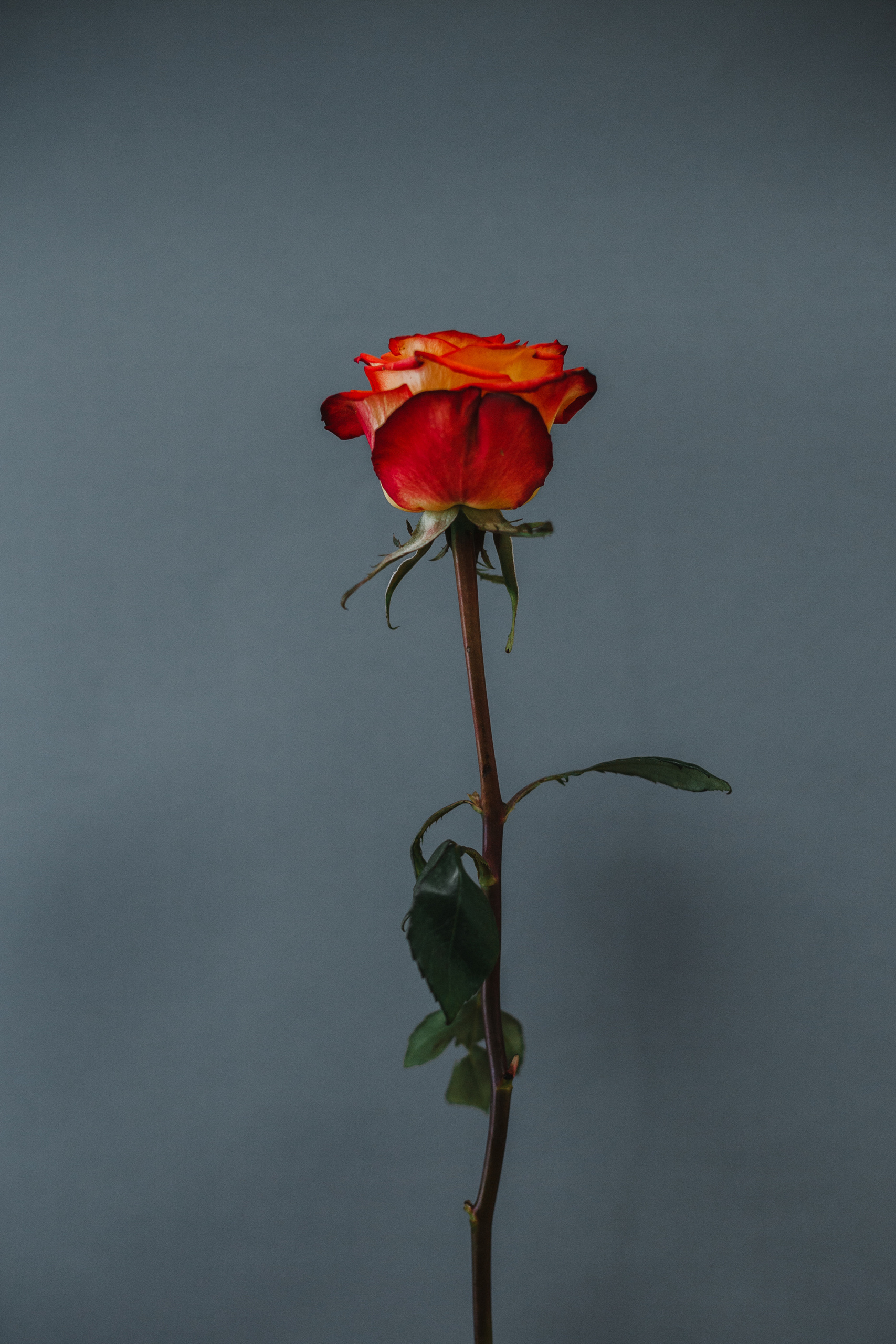 Визуал для сайта и соцсетей. Евгения Орлова