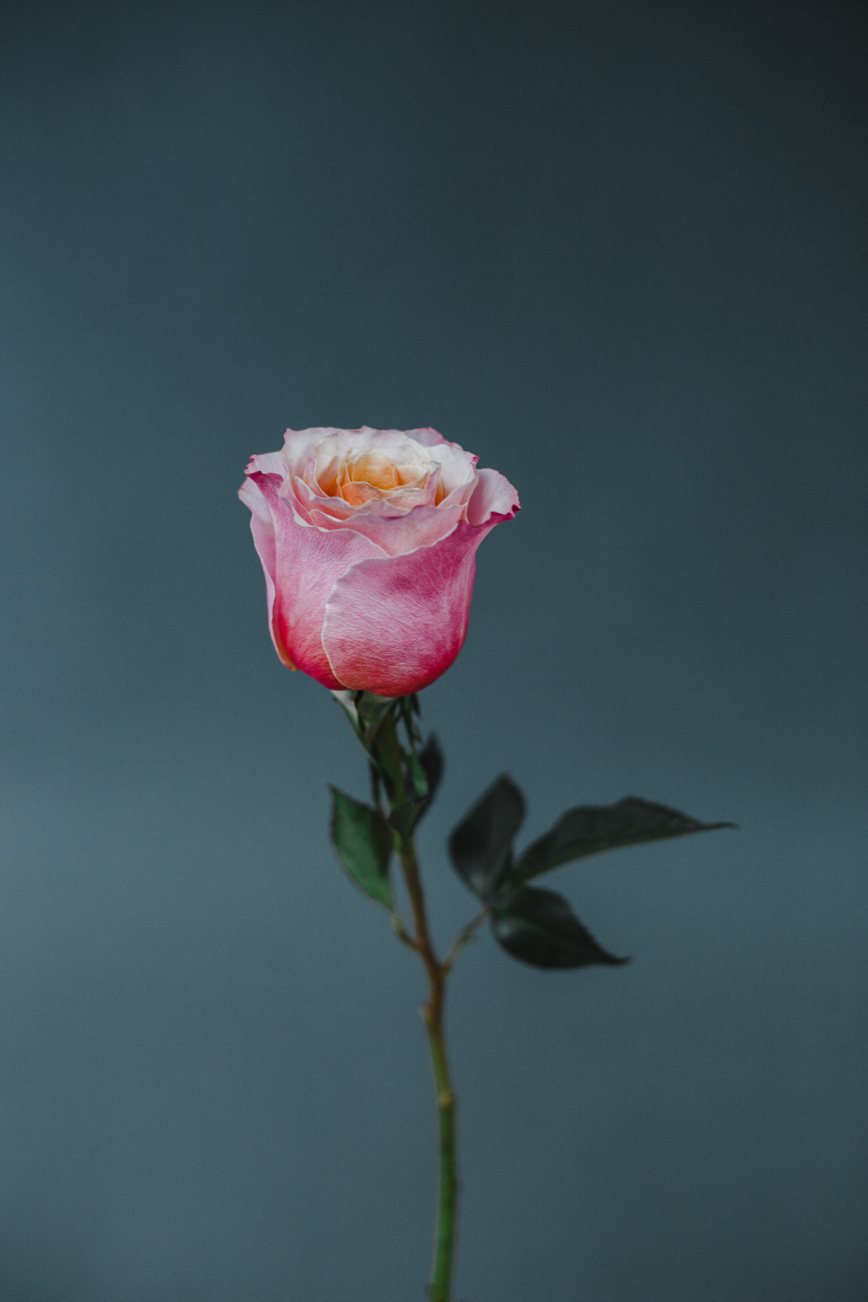 Визуал для сайта и соцсетей. Евгения Орлова