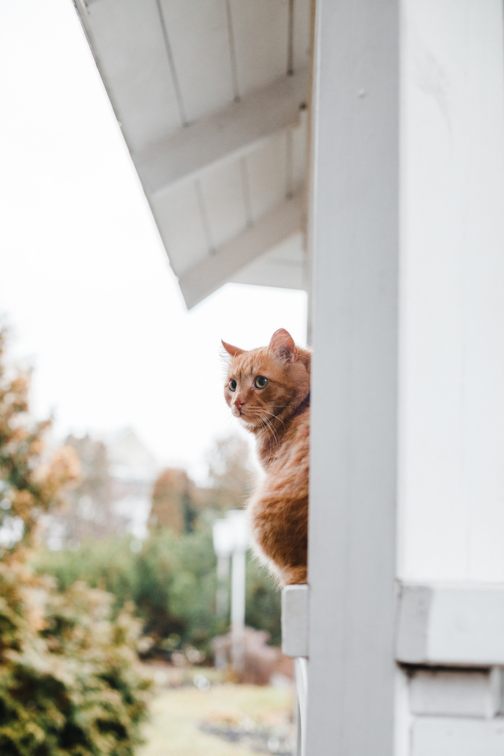 Прогулка в Сибирском Ботаническом саду ТГУ. Евгения Орлова