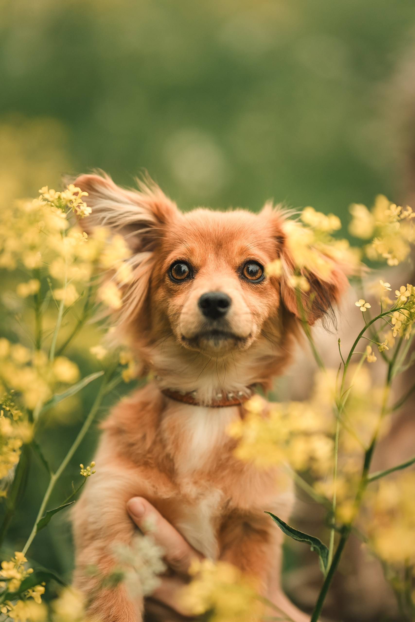 Фотограф-анималист г. Москва