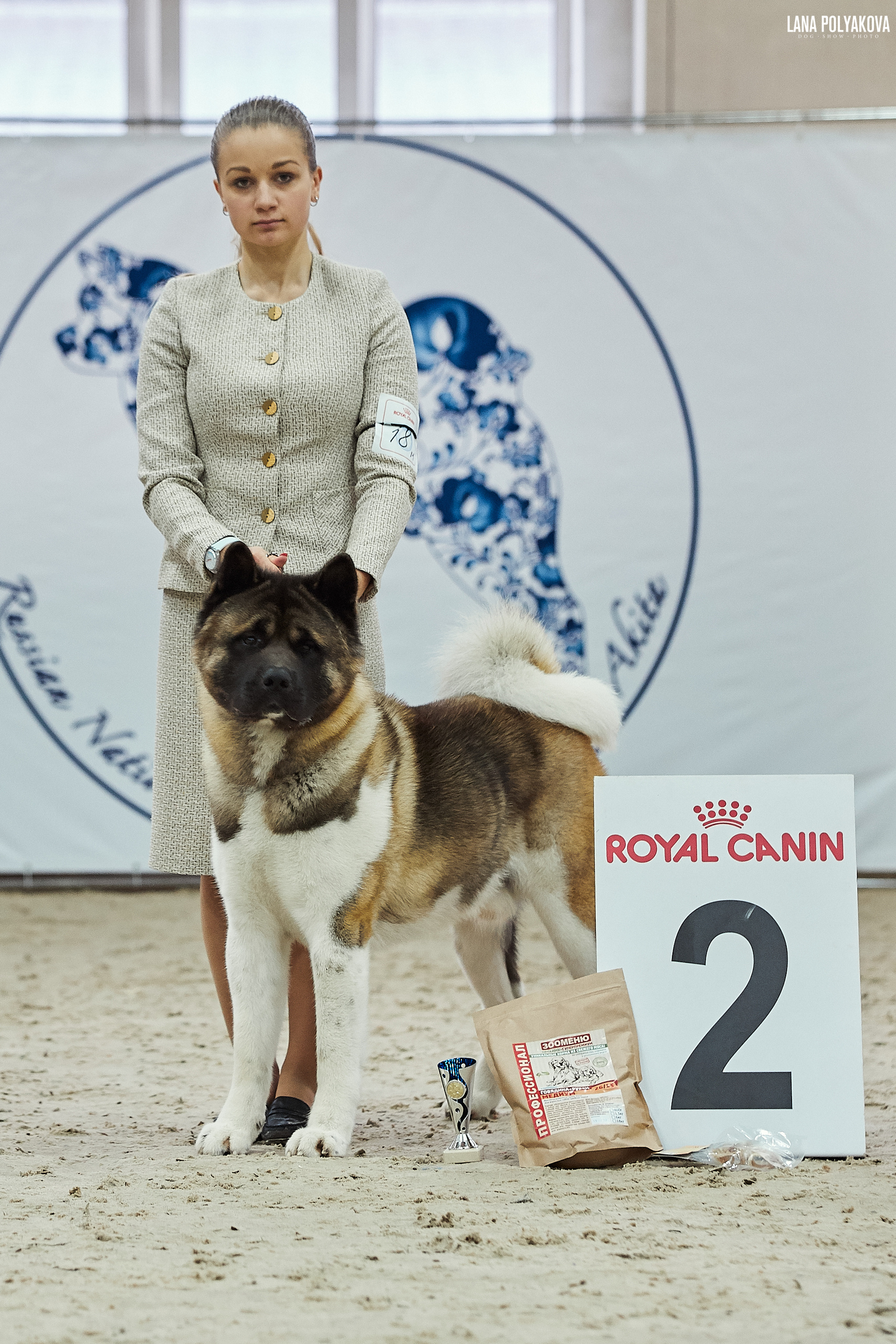 Новости питомника RUBYLIGHT, американская акита и сиба-ину. Американская акита I Сиба ину I Питомник RUBYLIGHT