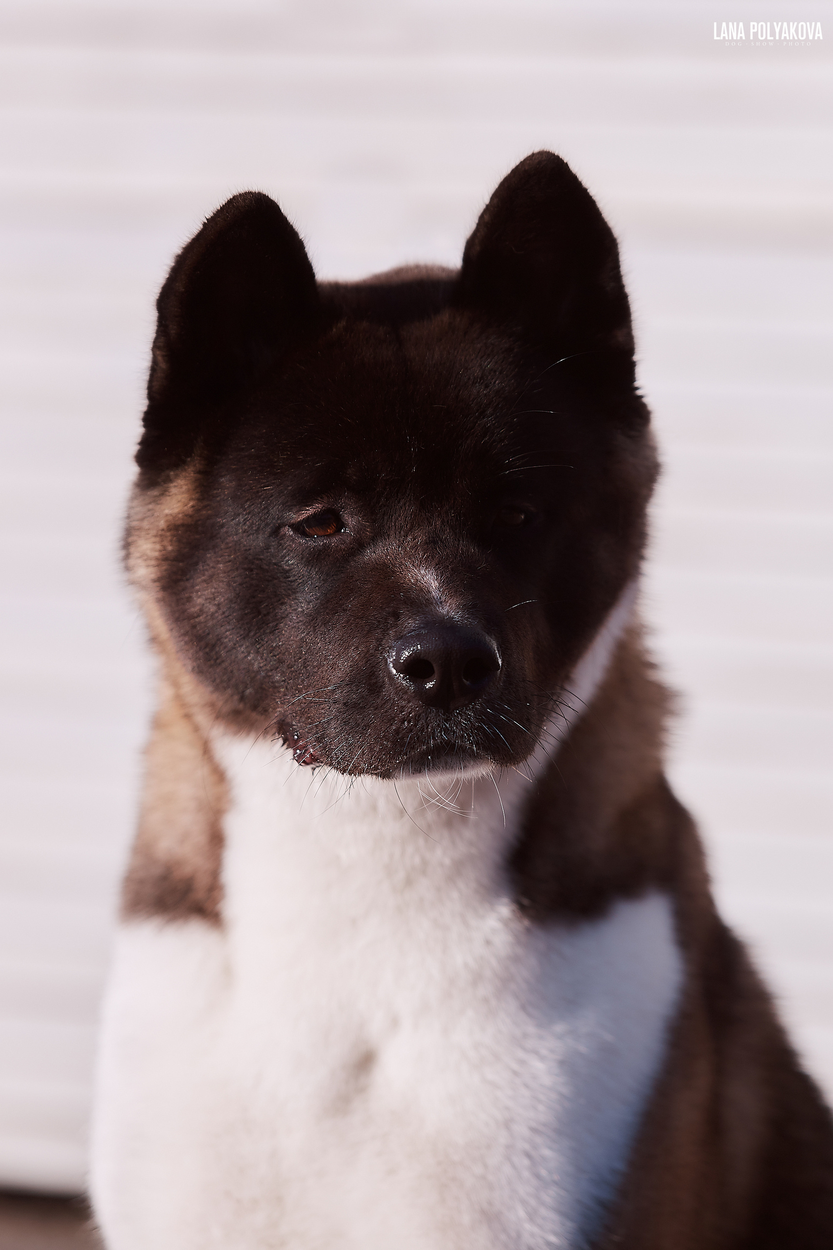 Американская акита RUBYLIGHT AYRISH. Фото: Lana Polyakova