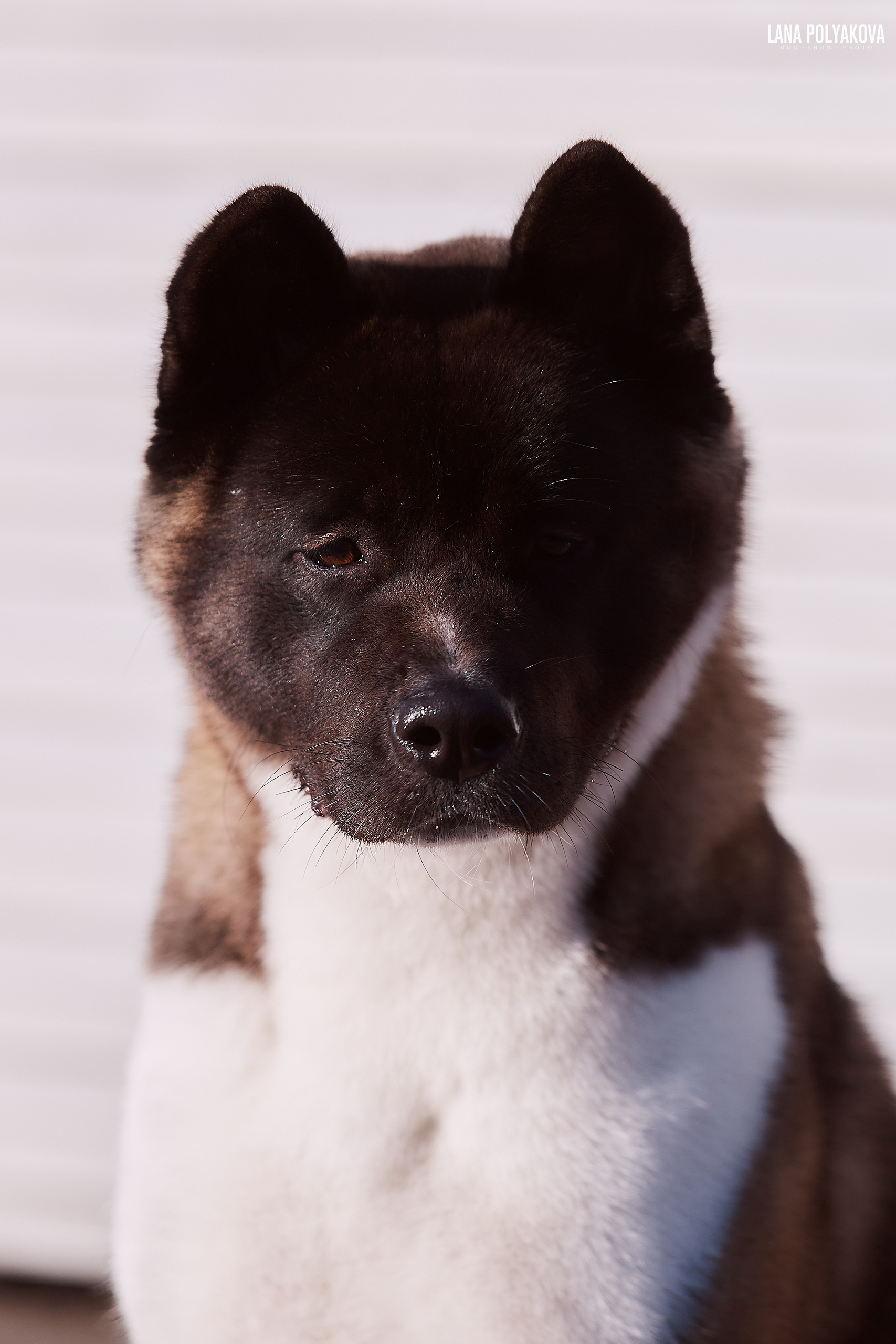 Американская акита RUBYLIGHT AYRISH. Фото: Lana Polyakova