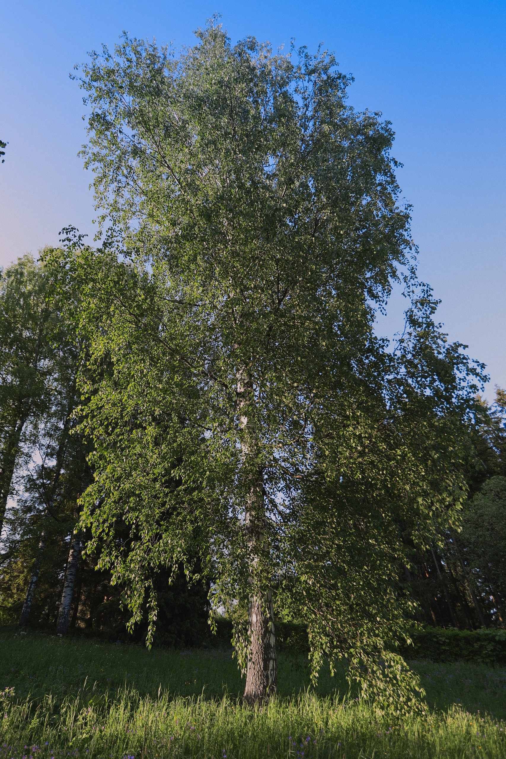 Павловский парк. Одежда из Санкт-Петербурга СИНИОКО