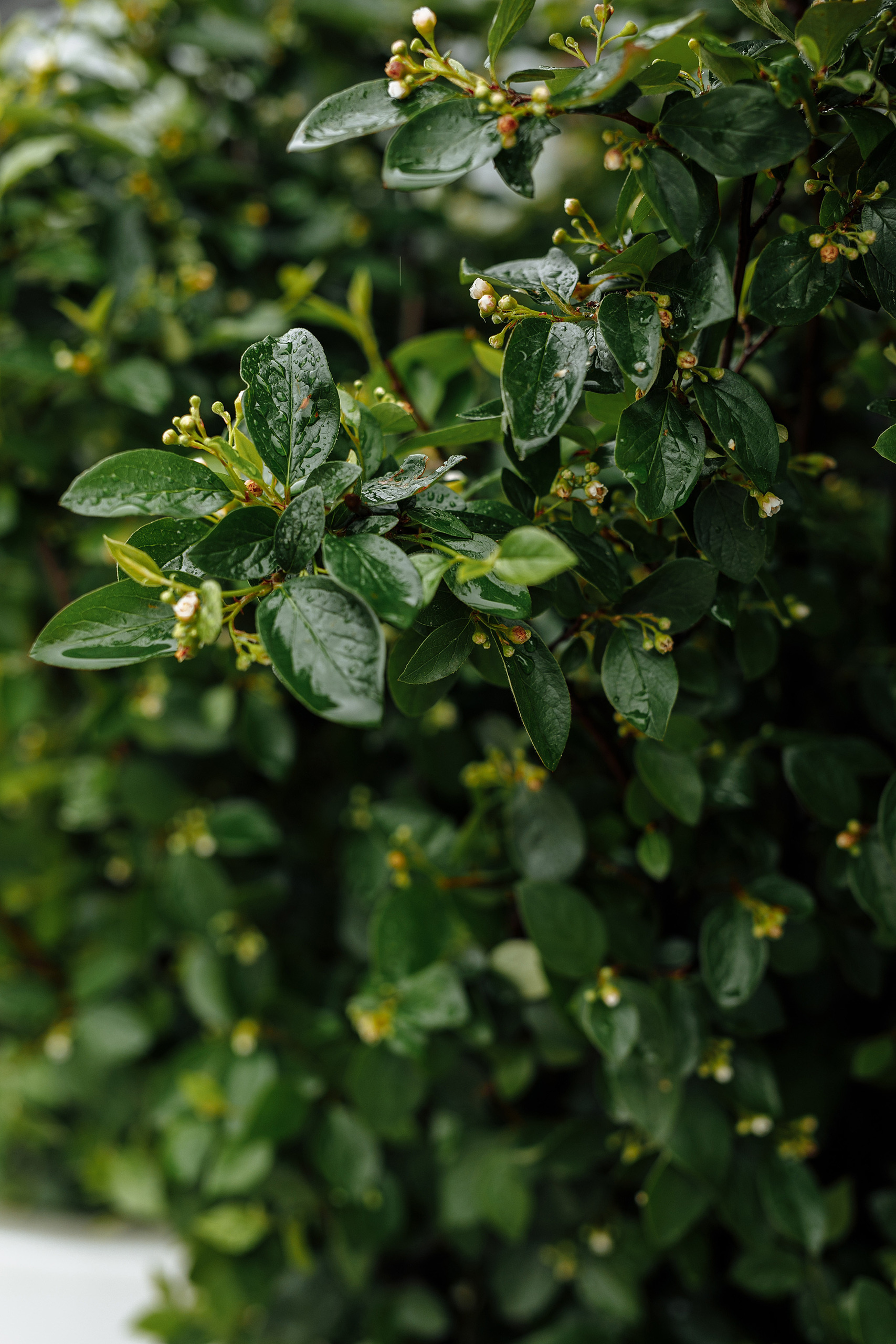 Смех, дождь, Италия, штурмовик, Тарантино. Фотограф Игорь Цаплин
