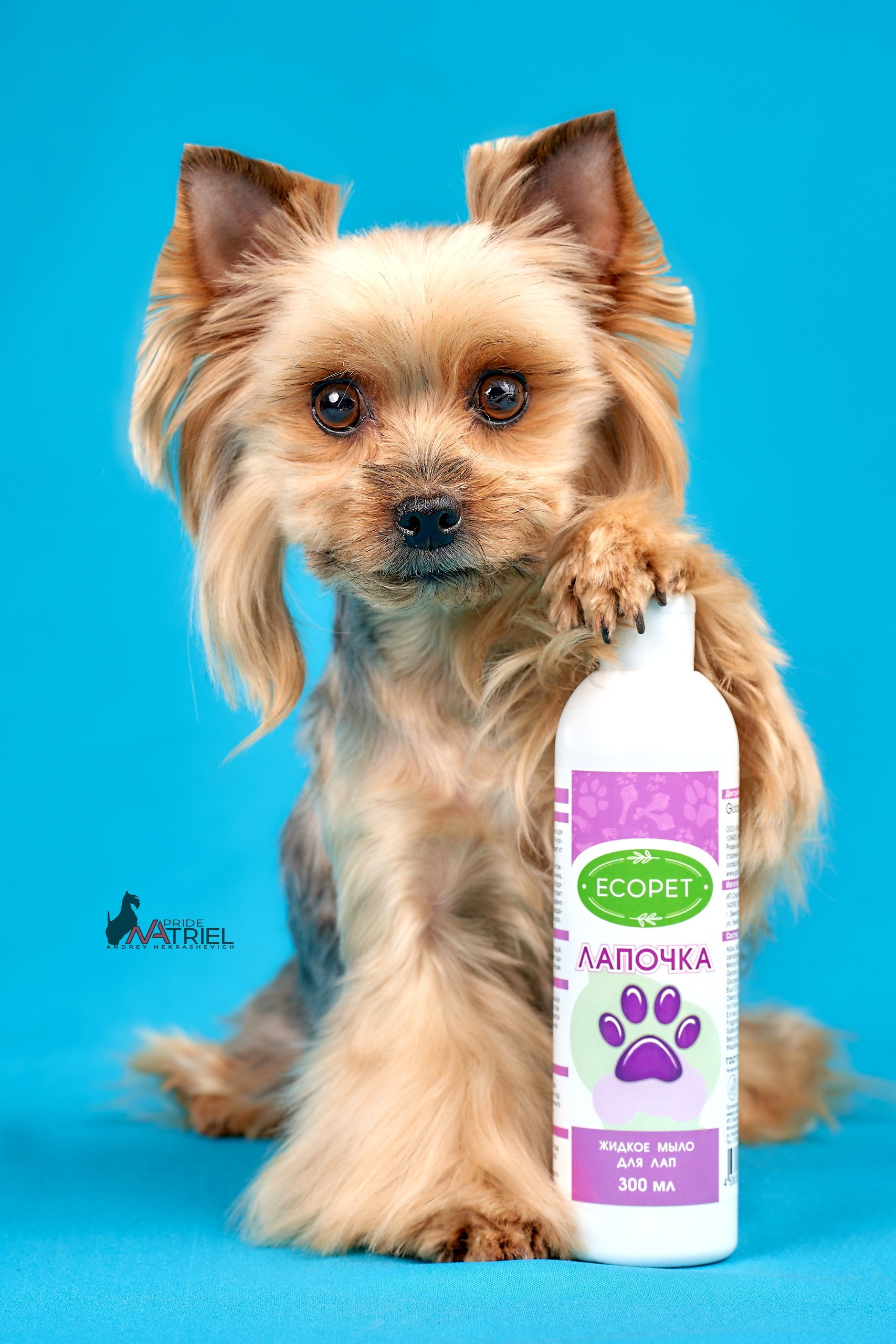 йорк рекламная съемка с собаками