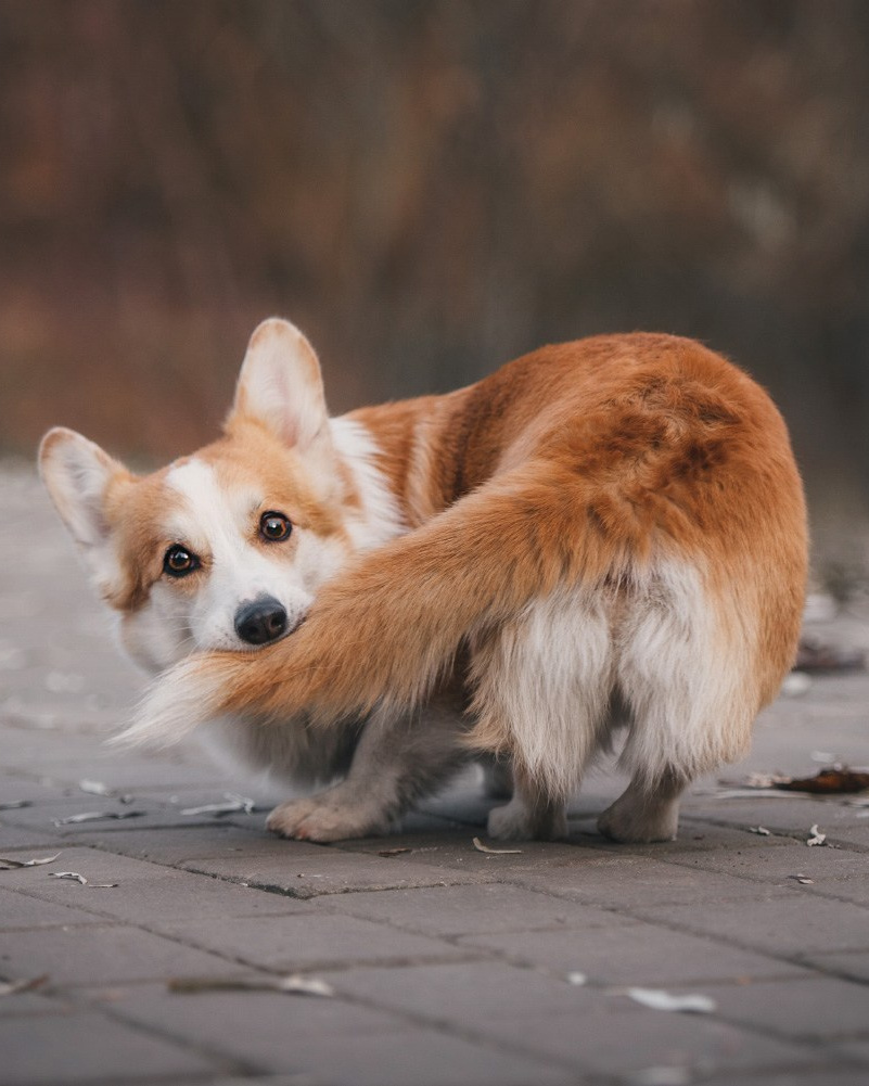 Лучшие трюки собак для фотосессии. Фотограф собак в Москве и Московской области Иванушкина Мария