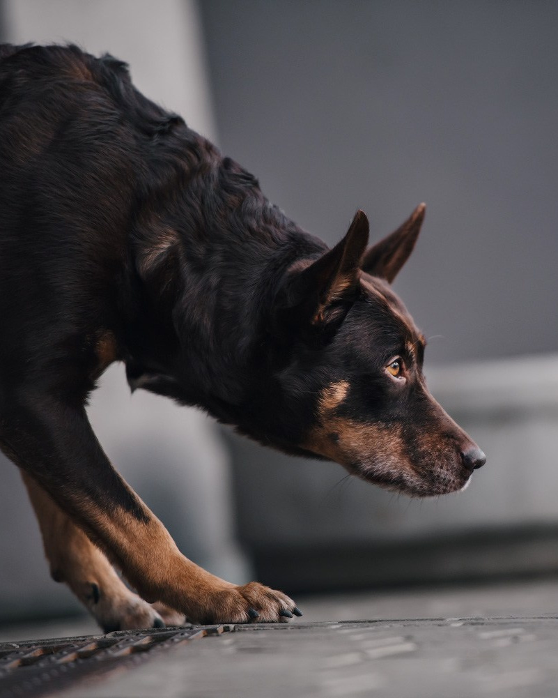 Лучшие трюки собак для фотосессии. Фотограф собак в Москве и Московской области Иванушкина Мария