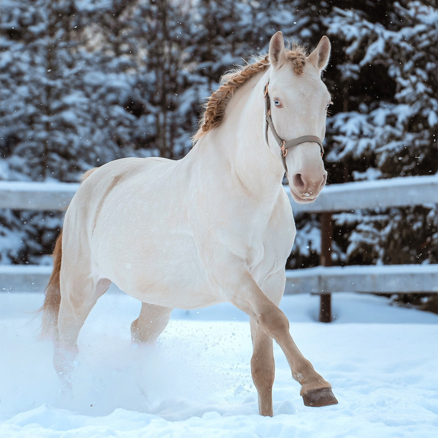 Услуги. Фотограф Дарья Соколовская