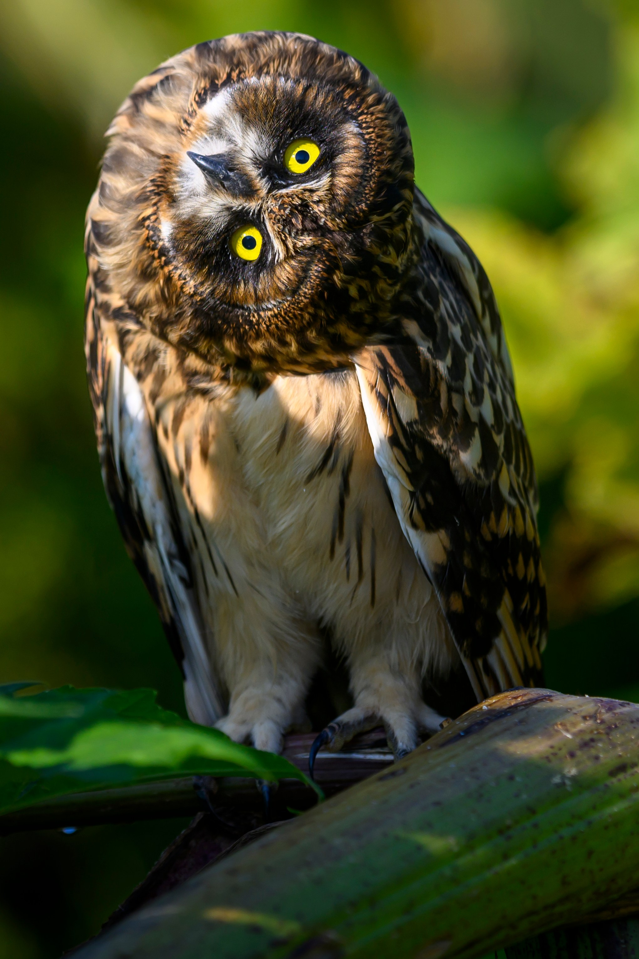 Совята-чертята. Owlets-imps. Фотограф Сергей Пупонин