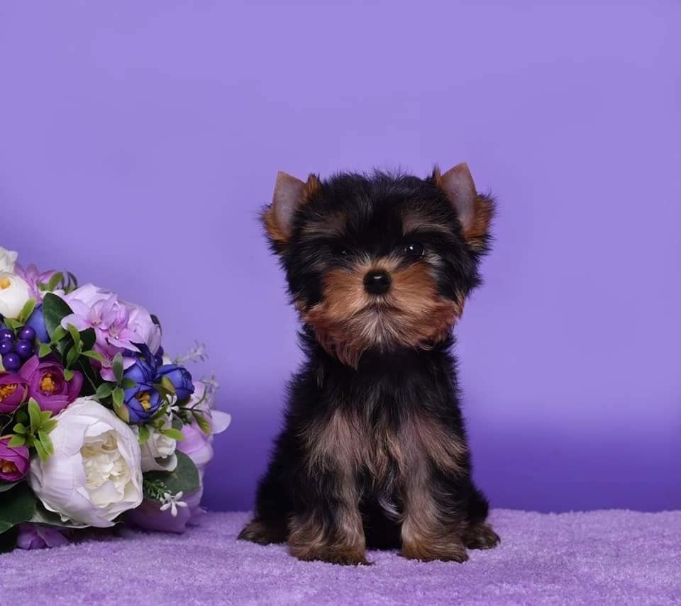 Кобель /Males. Питомник Йоркширских терьеров Дэнстайл в Санкт-Петербурге заводчик Тих