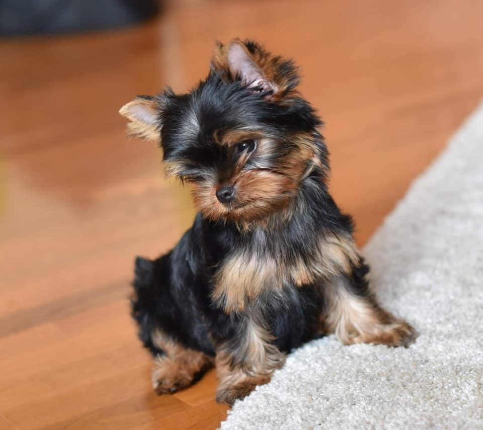 МИТТЭН СКАЙ ЗОИ САЛДАНА. Питомник Йоркширских терьеров Дэнстайл в Санкт-Петербурге заводчик Тих