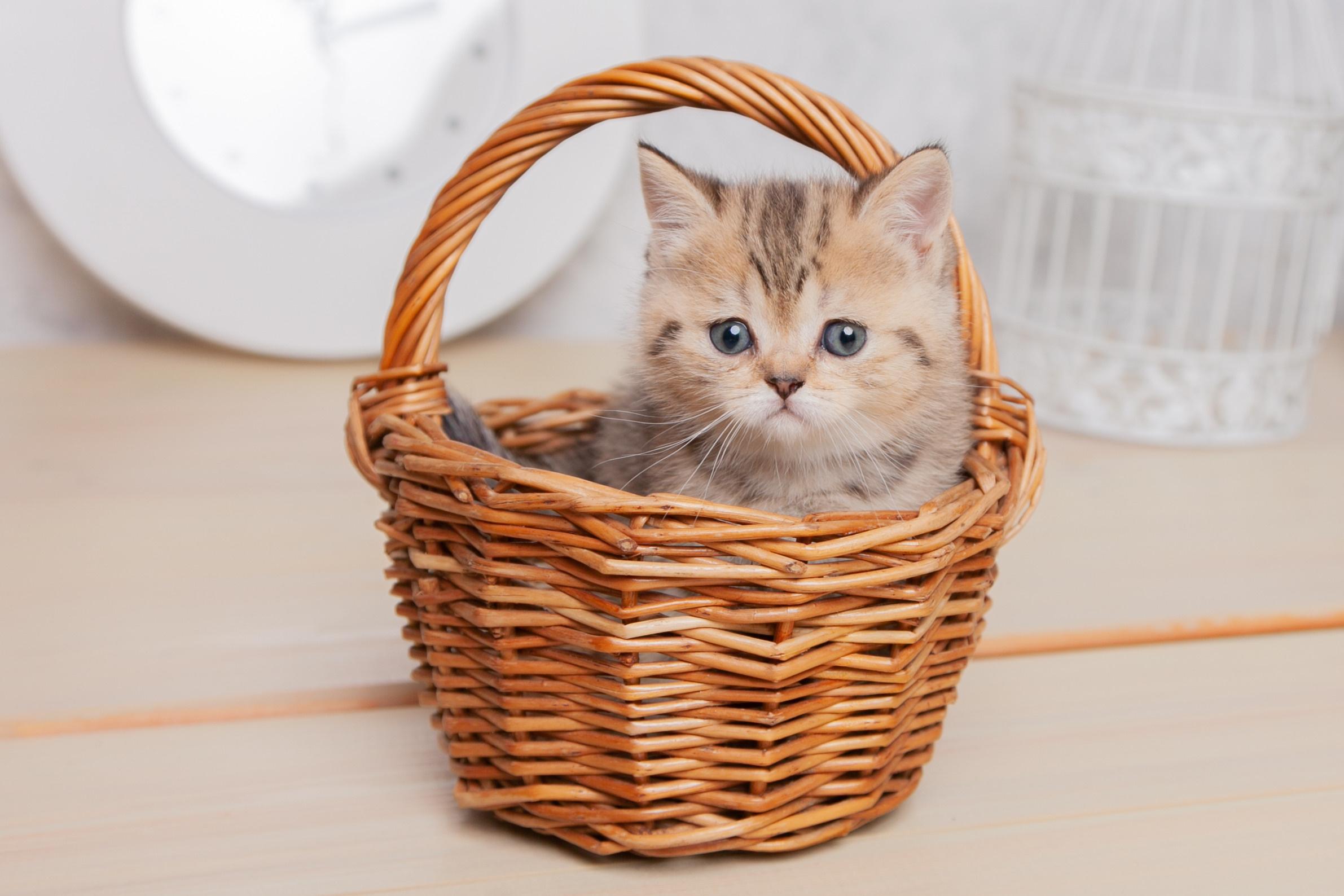 Услуги. Фотограф Татьяна Воронова, Детские и Семейные фото