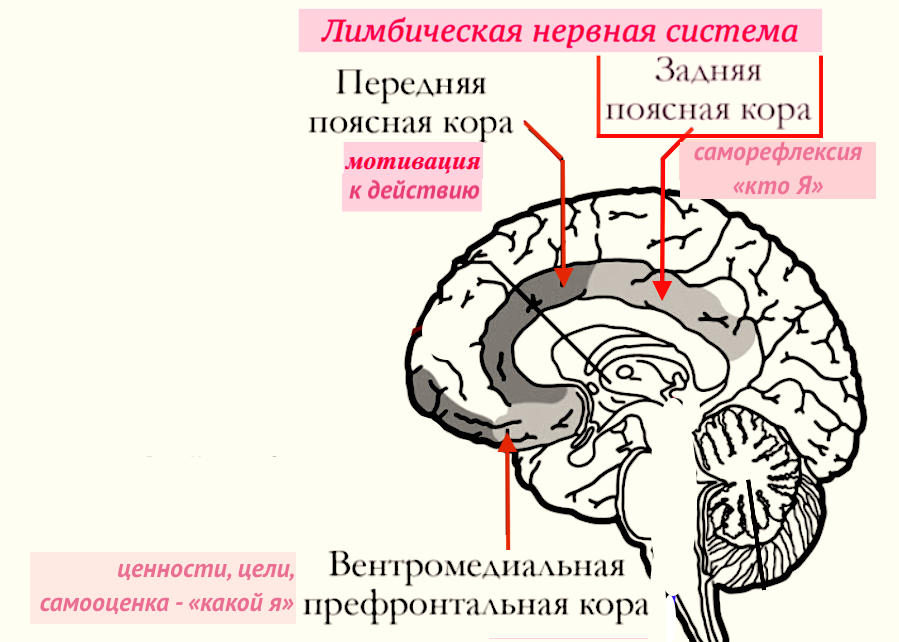 Мозг принимает решение за нас. Мысли вне сознания. Гид и фотограф в Валенсии Новиков Михаил