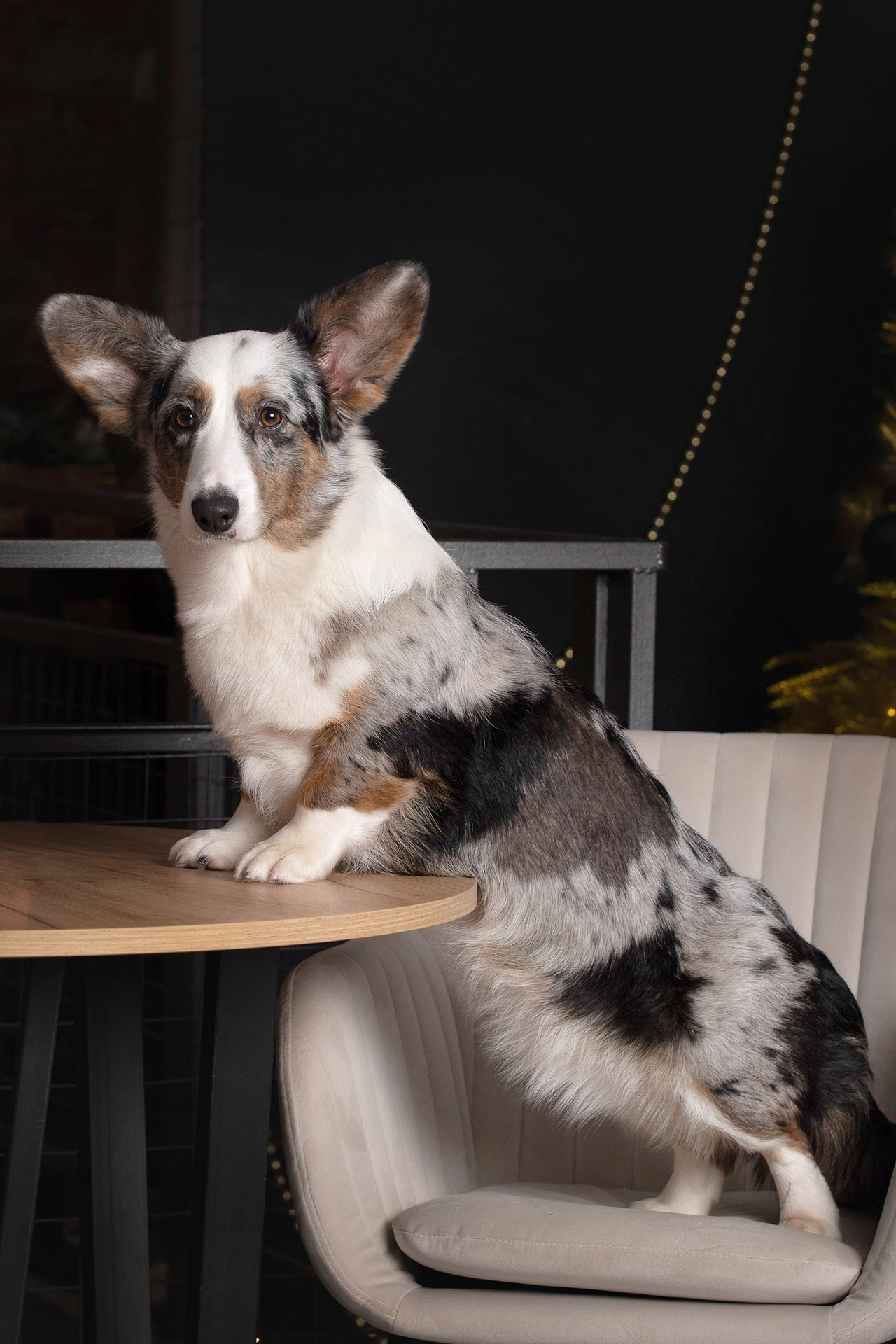 Фотограф — анималист в Туле Юлия Лето