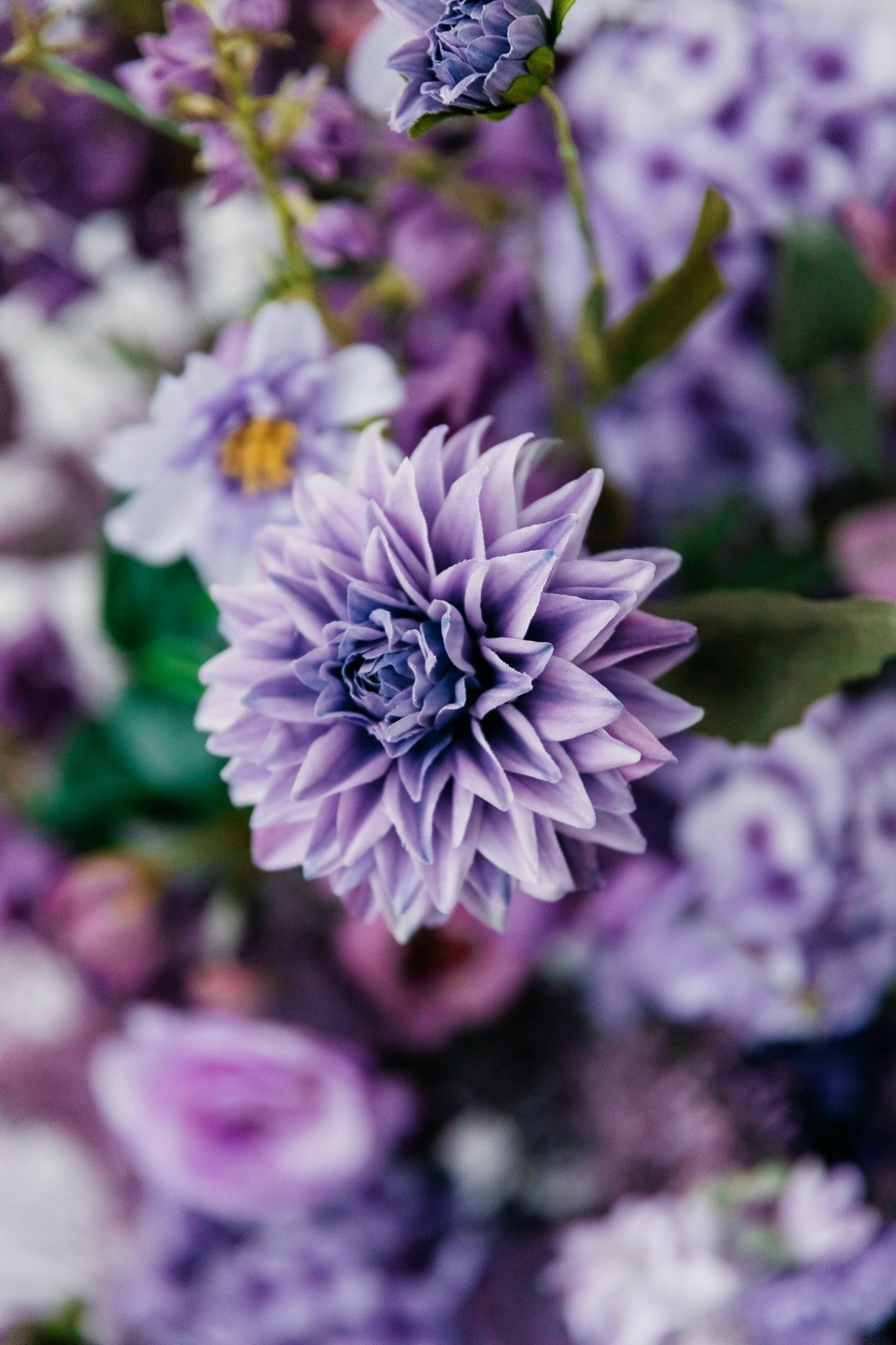 фотостудия лаванда в Луганске цветочные локации