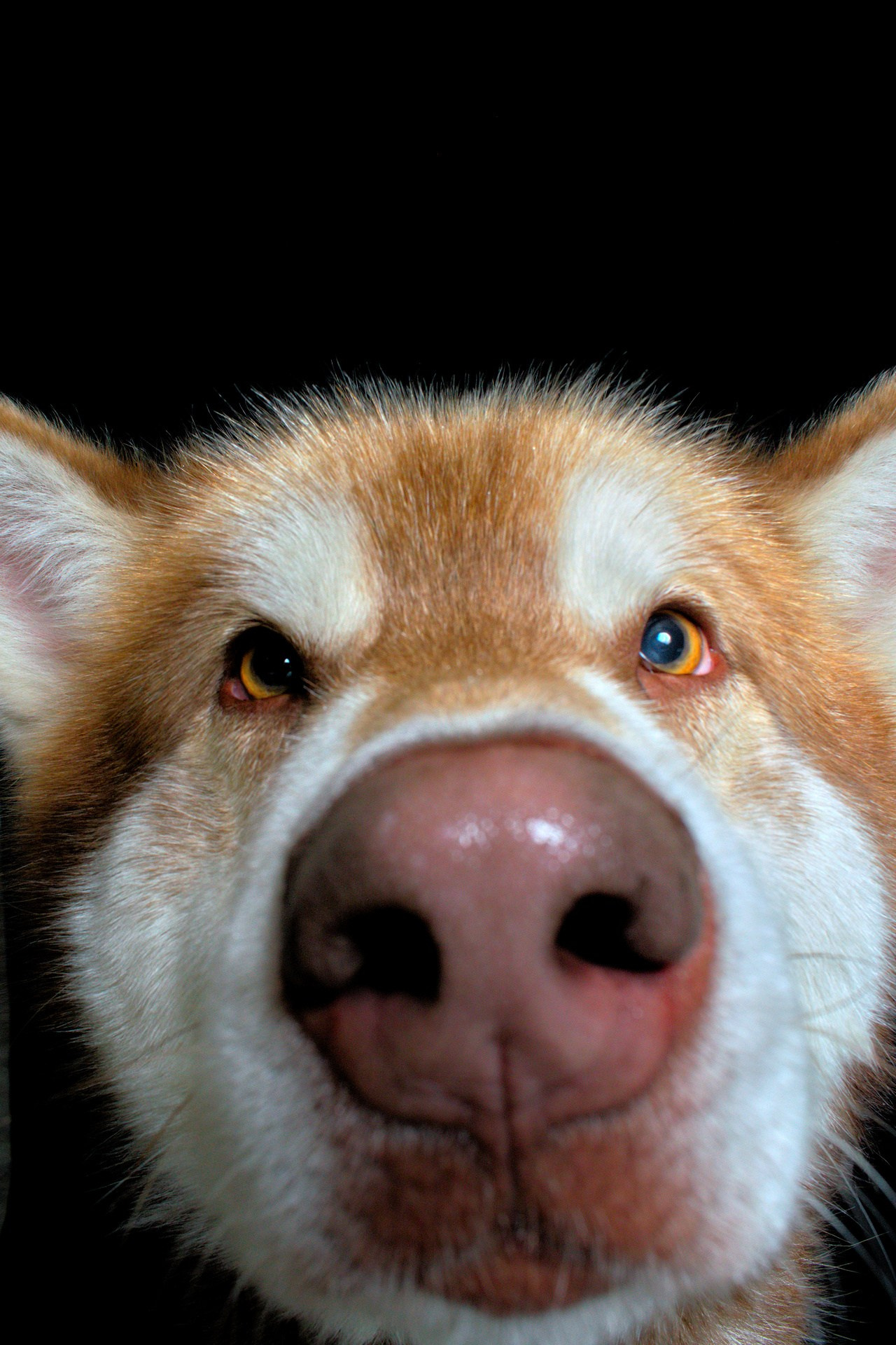 Коротко о породе Аляскинский Маламут. Фотограф анималист, пейзажист, спортивные мероприятия. Новосибирск