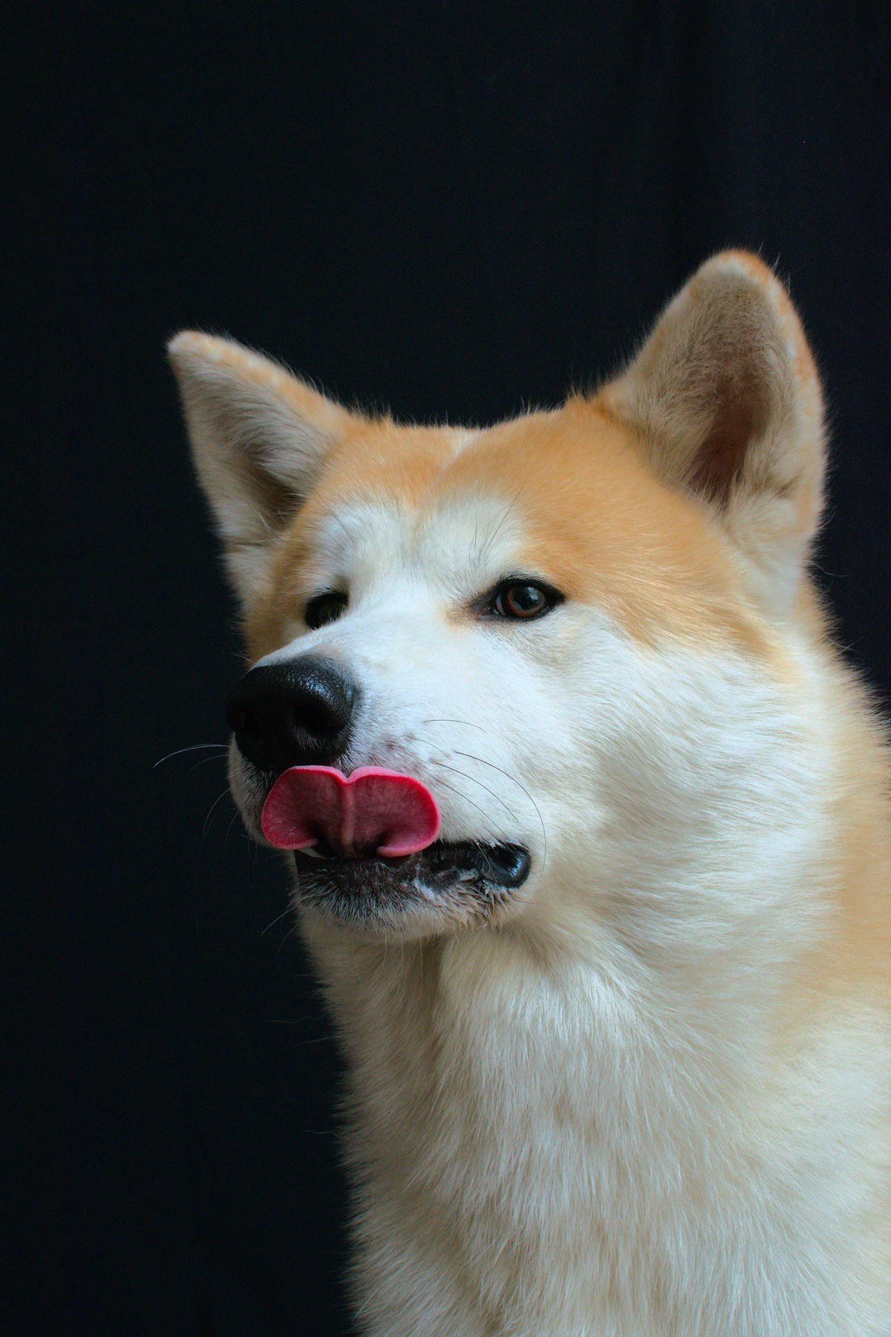 Акита- ину фотография собаки