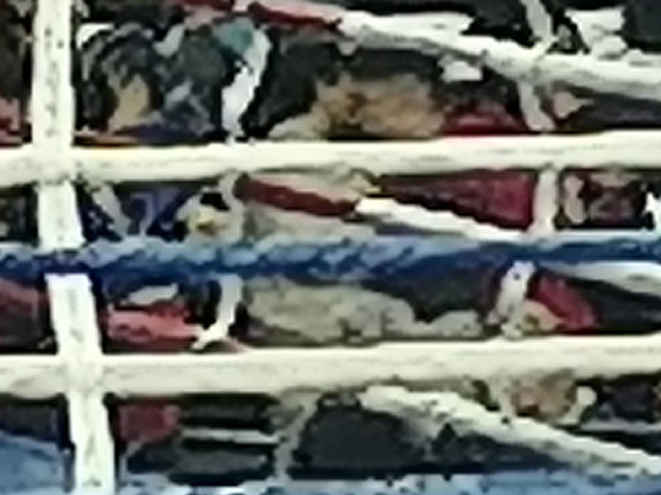 Рисунок телефона. Фотограф Екатерина Веденина