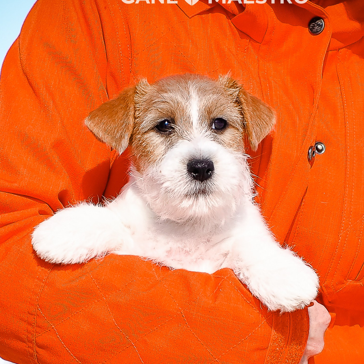 LITTER «Б» 21/12/2025. CANE MAESTRO — kennel Jack Russell Terrier