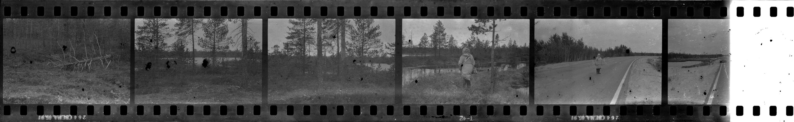 Oil and Moss. Igor Tereshkov