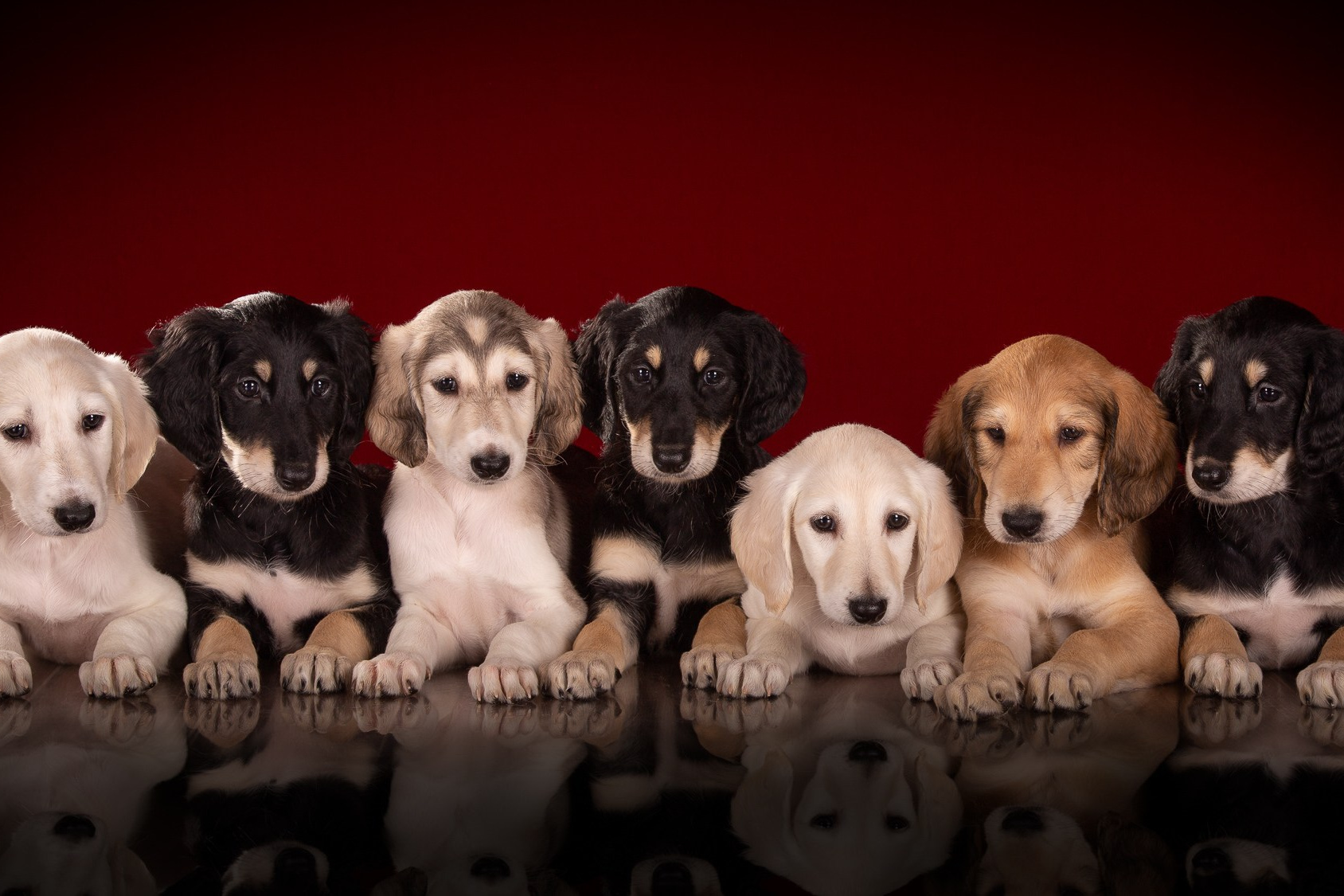 Фоны. Фотограф-анималист Natalia Deingel | Фотосъемка собак в Москве