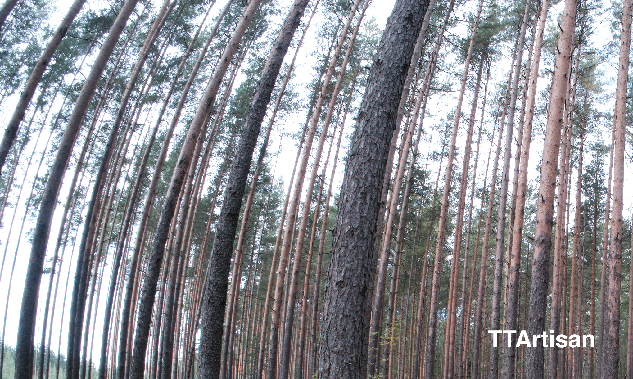 Сравнение объективов 7artisans 7,5/f2.8 и TTArtisan 7,5/f2.0. Фотограф Константин Шамин