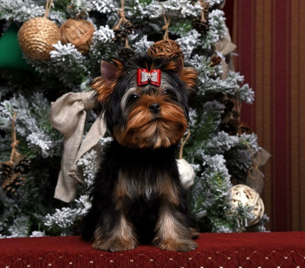 Дэнстайл Хуч. Питомник Йоркширских терьеров Дэнстайл в Санкт-Петербурге заводчик Тих