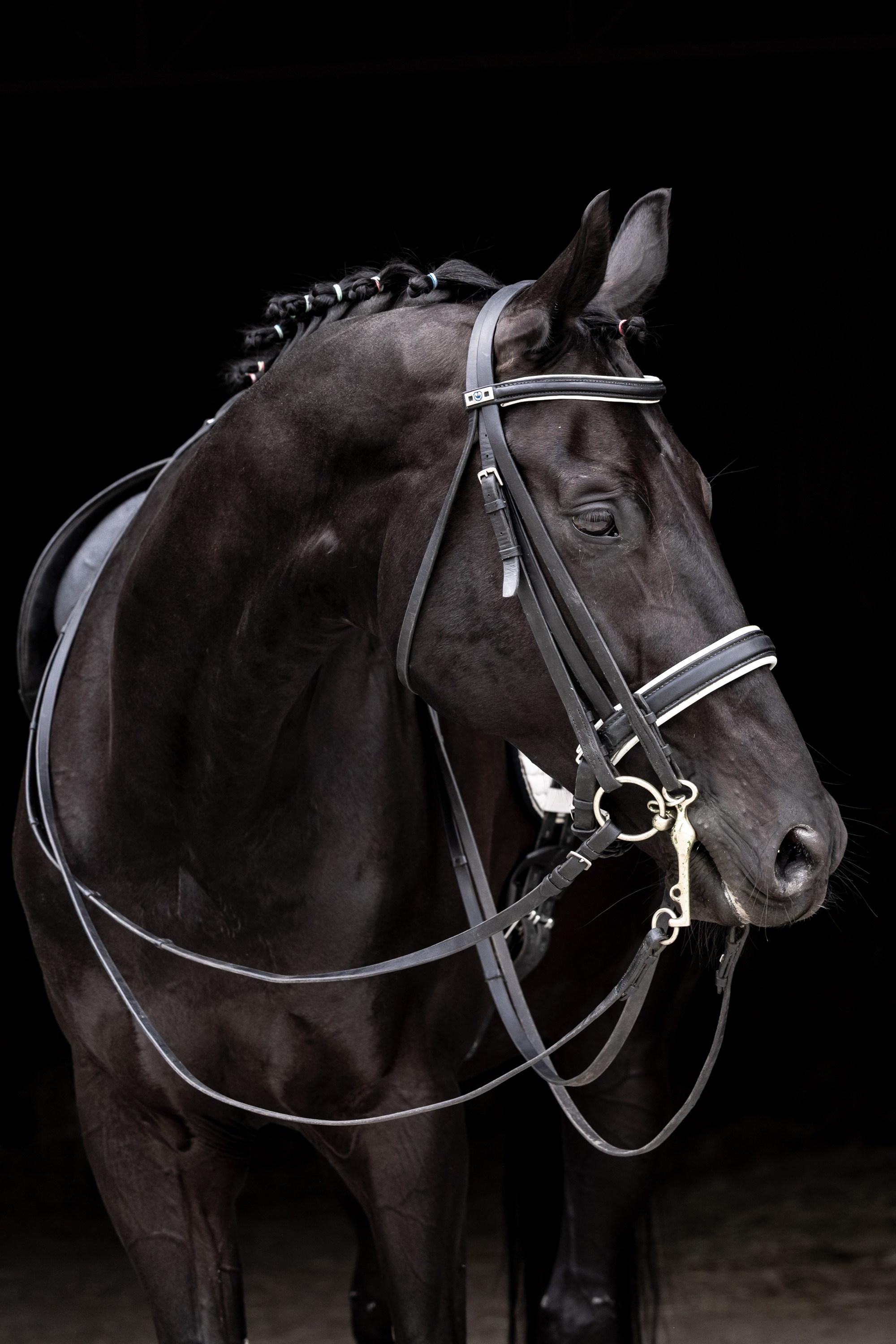 Founder. Liana Antanovich | Equestrian Strategies