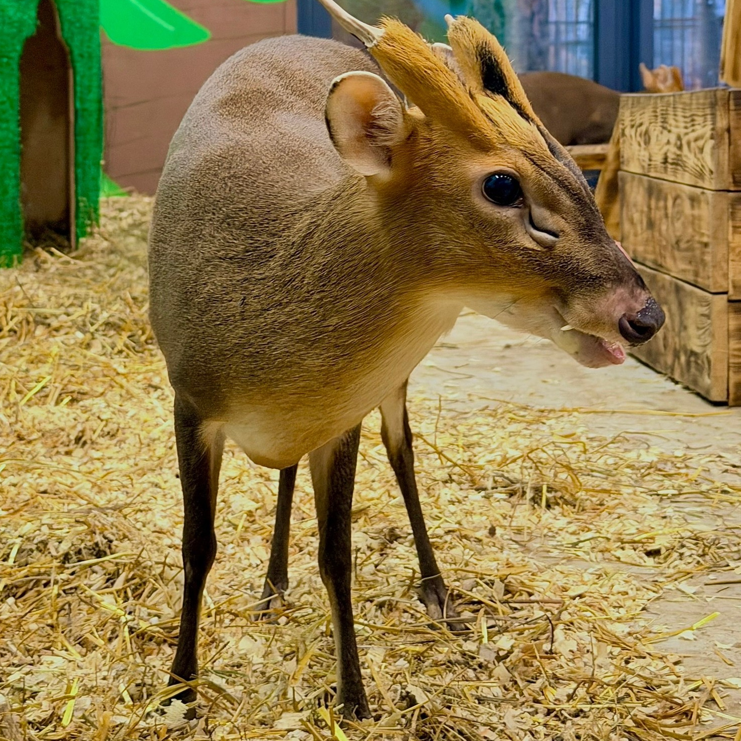 Более 50 видов животных и млекопитающих в зоопарке «Лесная Братва». Капибара, тапир, альпака, мохнатая корова, верблюд. Зоопарк уникальных животных Лесная братва