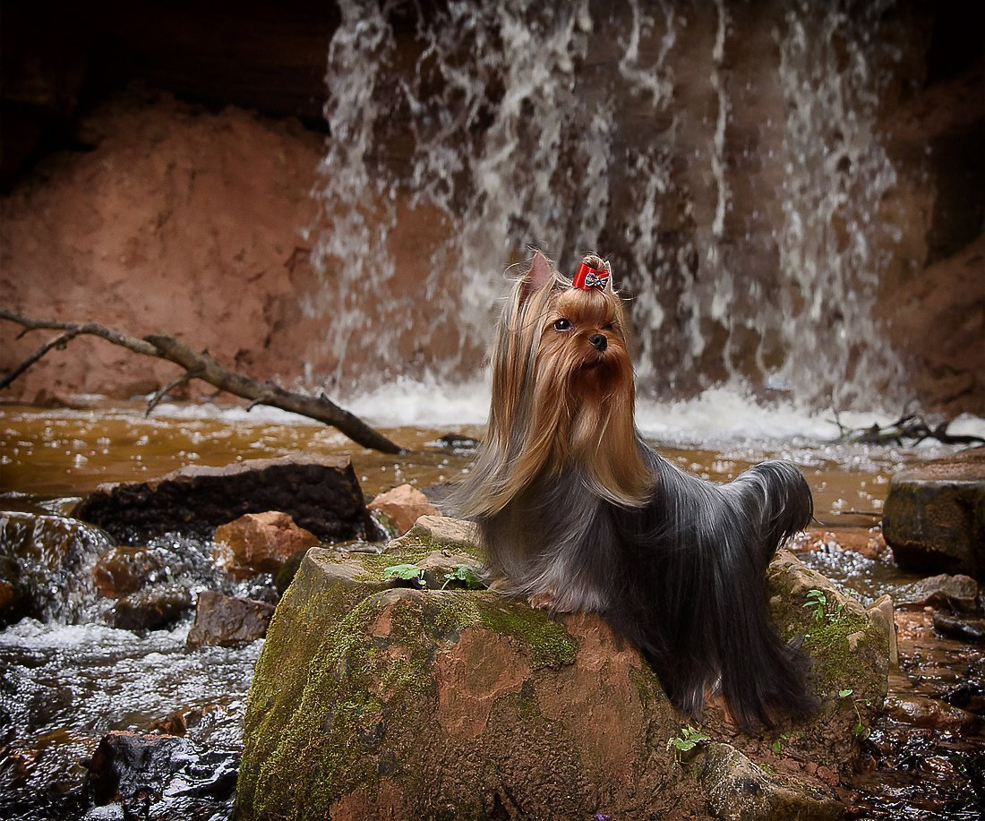 Дэнстайл Хуч. Питомник Йоркширских терьеров Дэнстайл в Санкт-Петербурге заводчик Тих