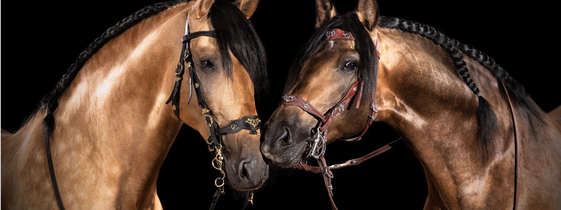 Лиана Антонович | Конные стратегии