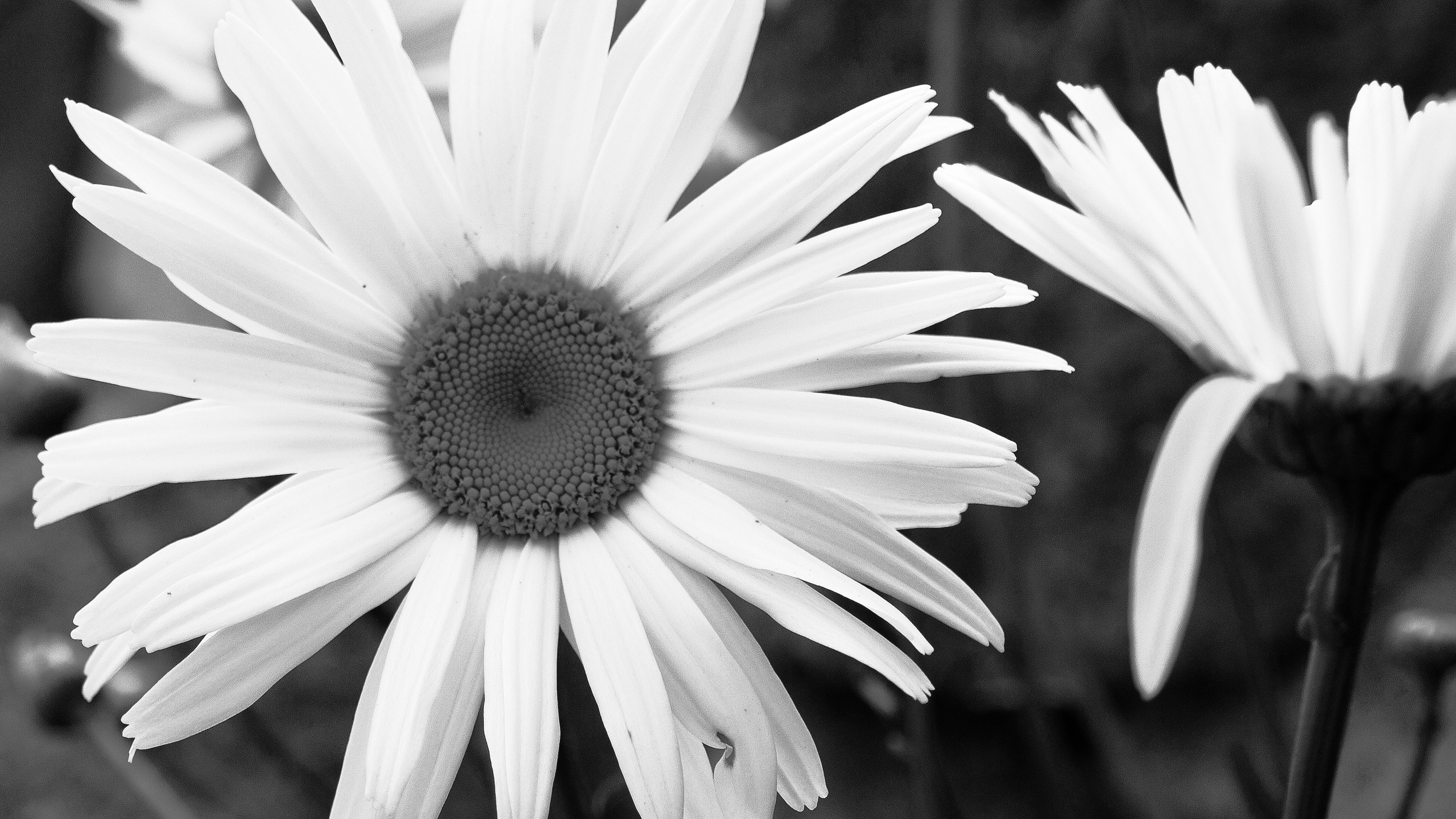 Contact. Elena Beregatnova. Documentary and art photographer