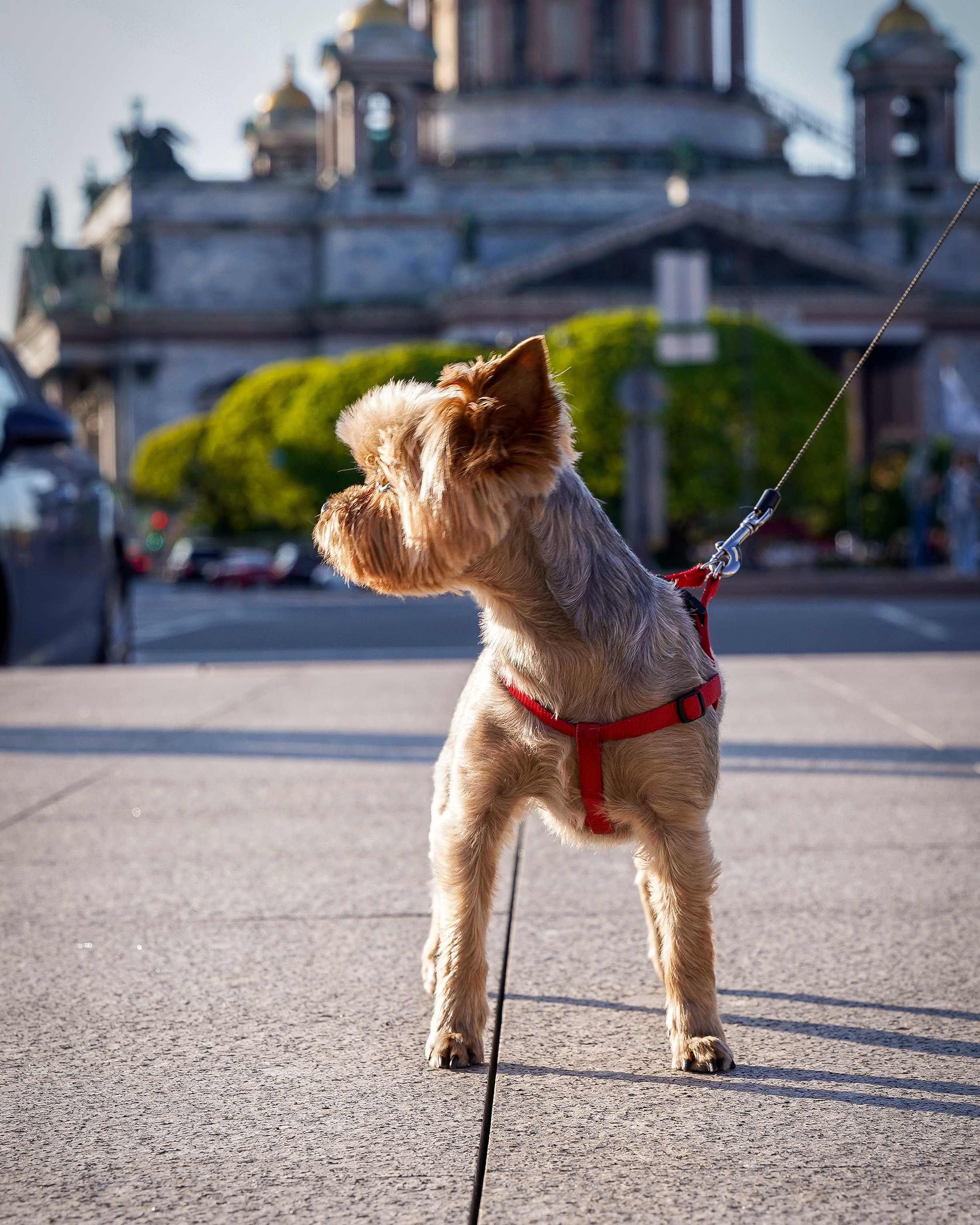 Фотосессия с питомцем