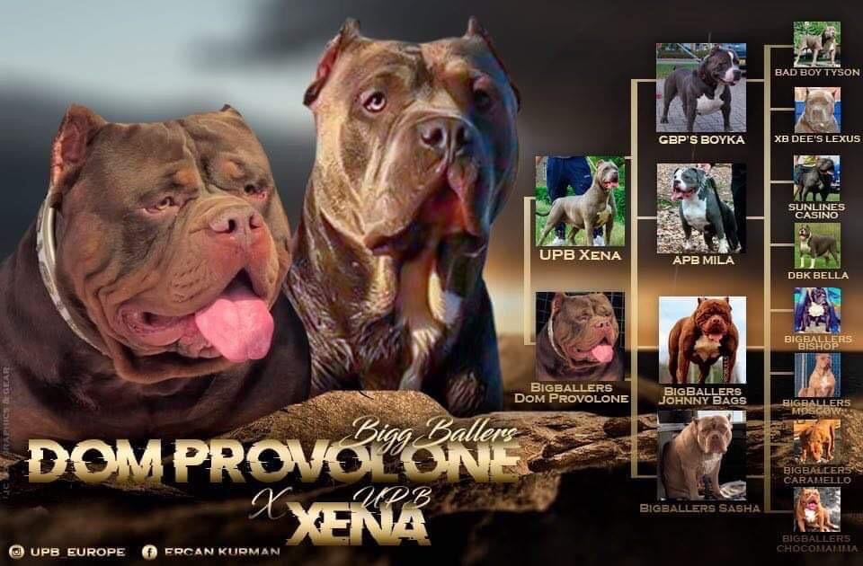 Квини. Американские булли XL в г. Калининград. Питомник Great Bully UNIVERSE