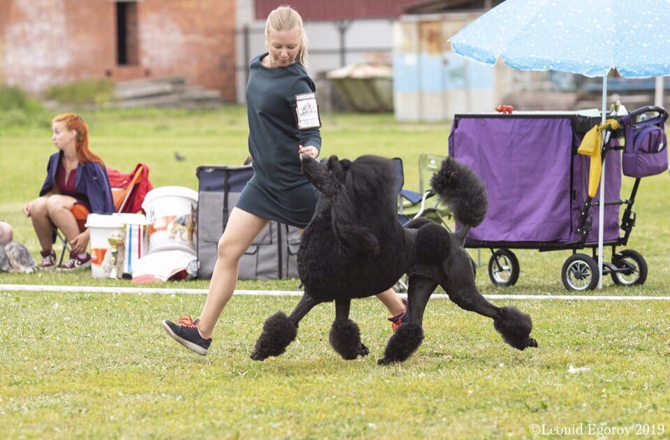 Новости. Питомник Больших Пуделей «Мое Соло»