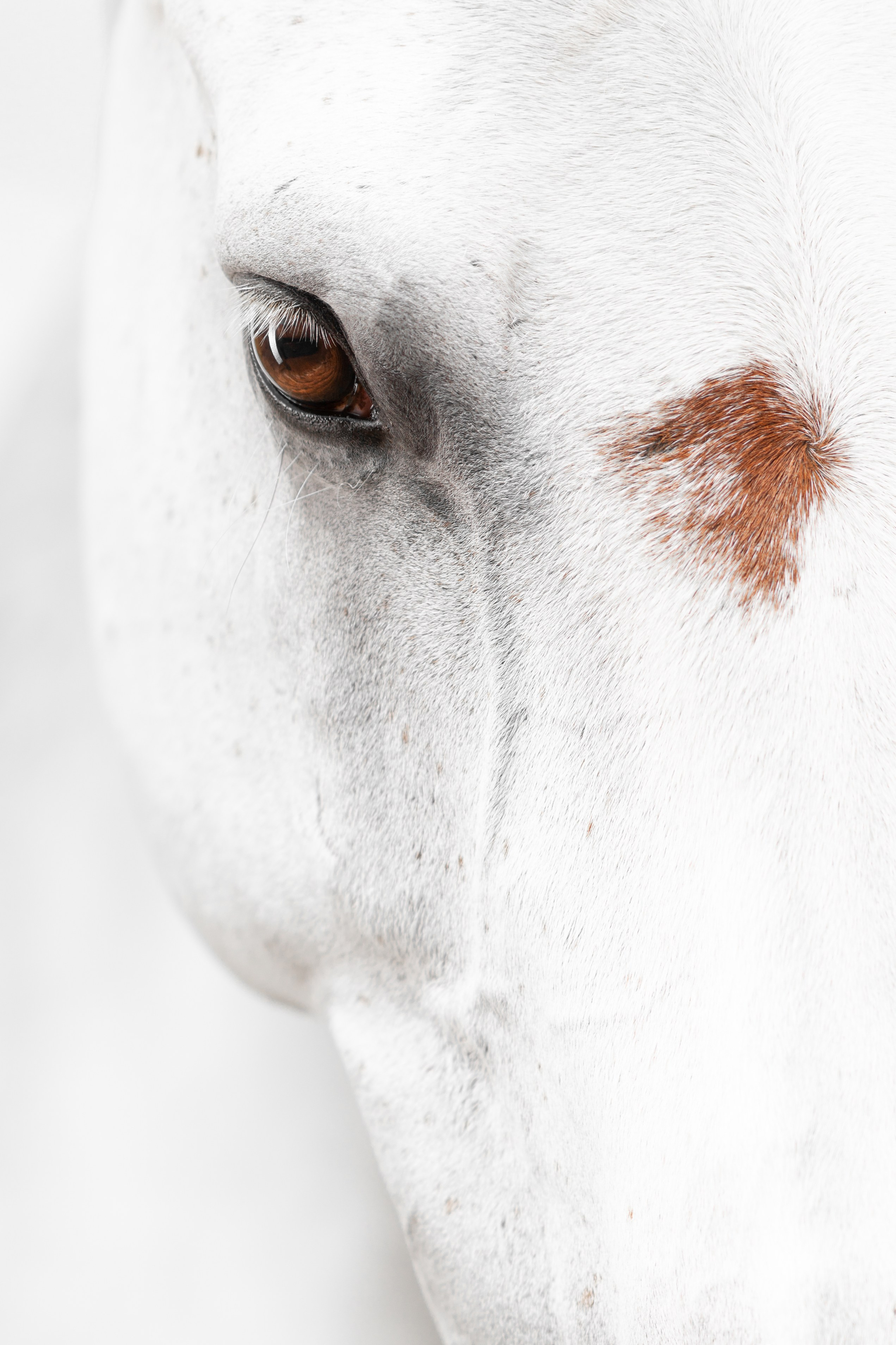 Услуги. KatymartArt — Equine photography
