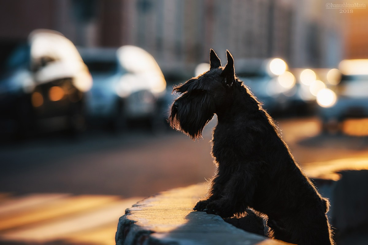 Как выбрать место и время для фотосессии собаки. Фотограф собак в Москве и Московской области Иванушкина Мария