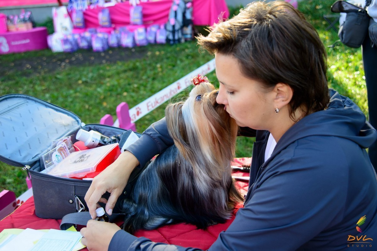 Дэнстайл Сильва. Питомник Йоркширских терьеров Дэнстайл в Санкт-Петербурге заводчик Тих