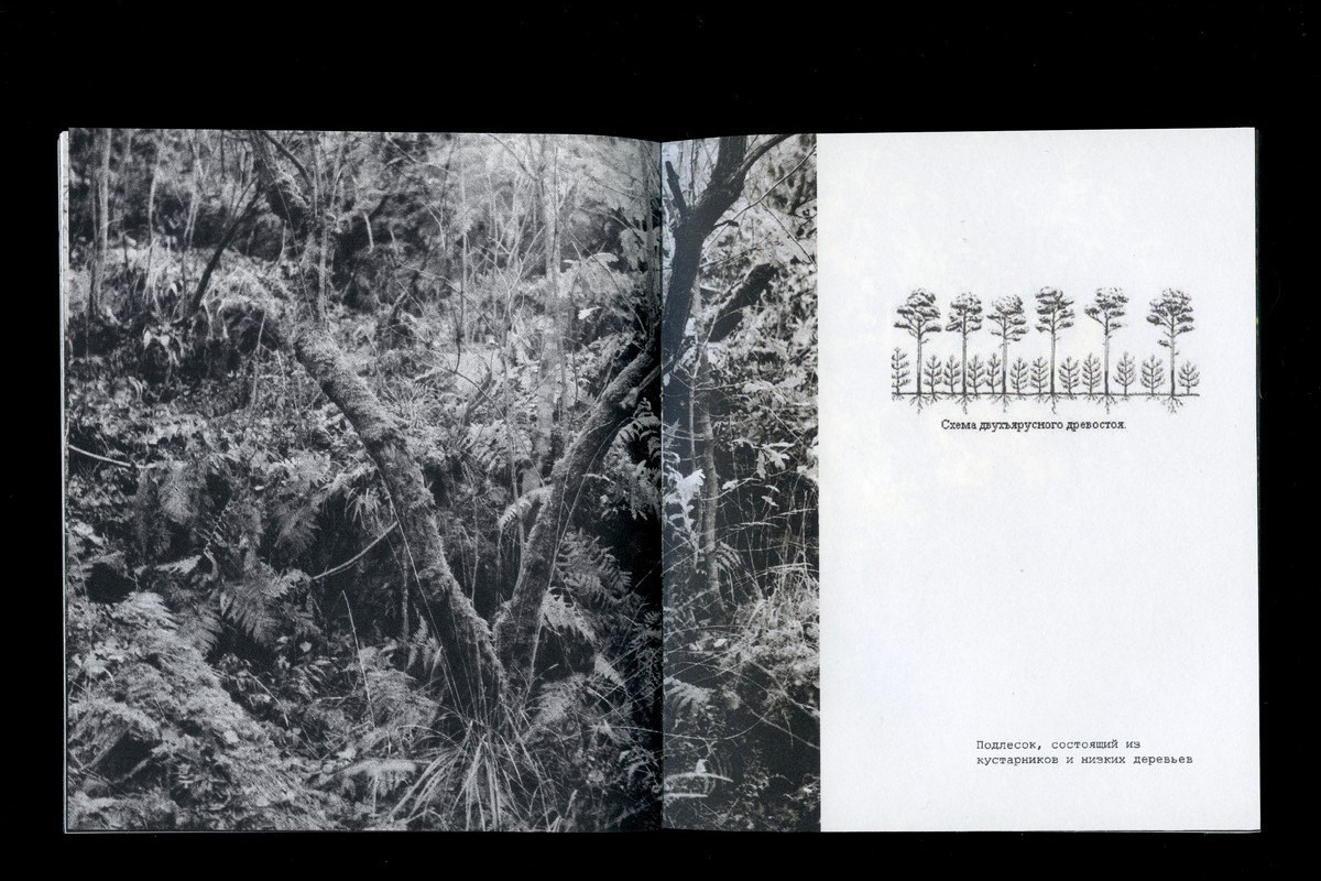 Воркшоп по зинам. Самоорганизация Низина