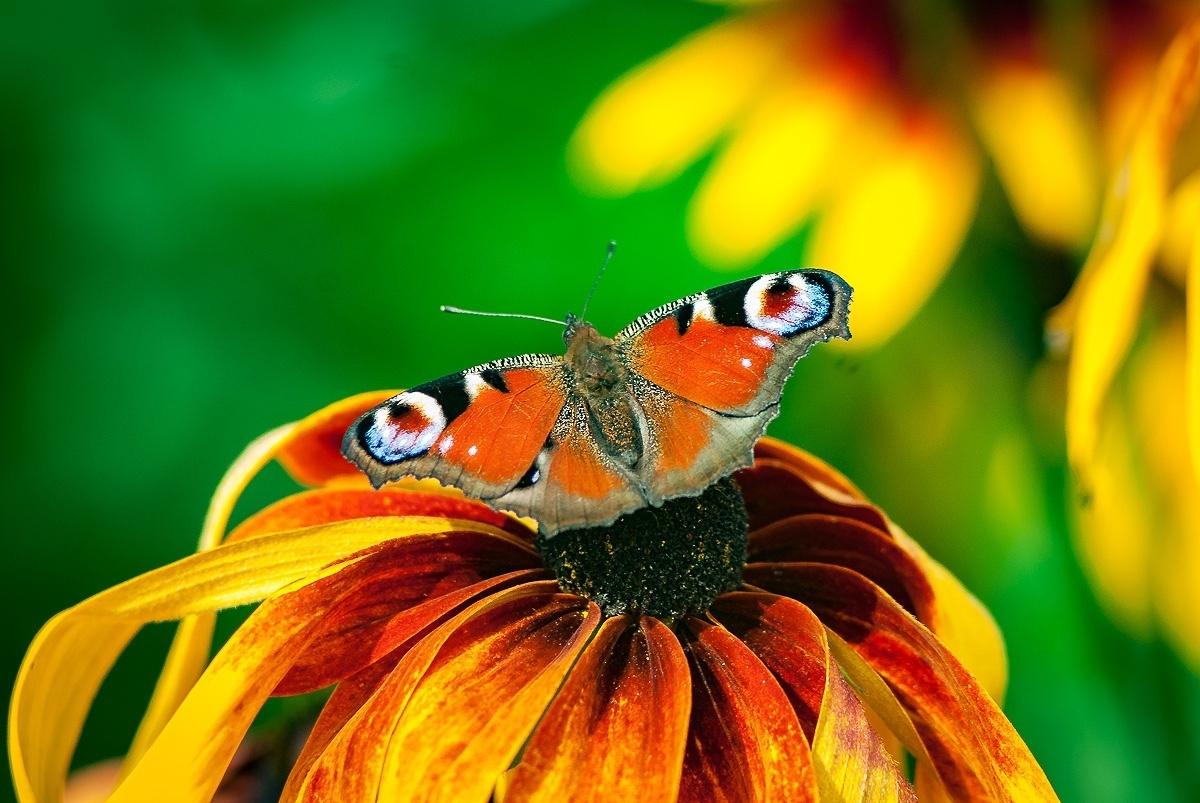 Макросъемка природы. Фотоцентр Перспектива: выпускные альбомы, фотошкола, курсы фотографии